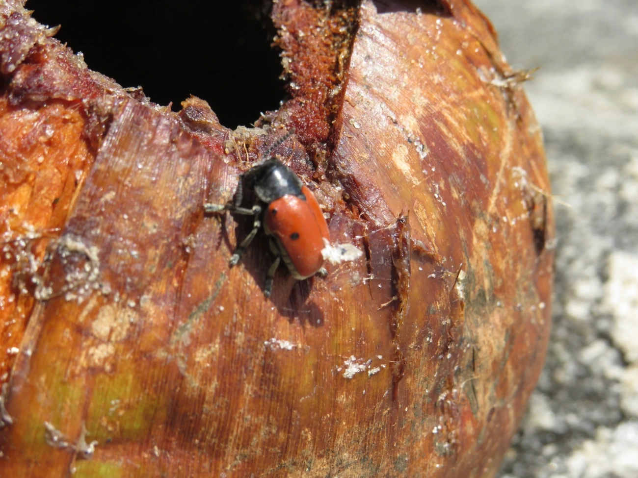 Besouro-das-folhas (Megalostomis grandis), insetos, fotografado em Maresias, São Sebastião