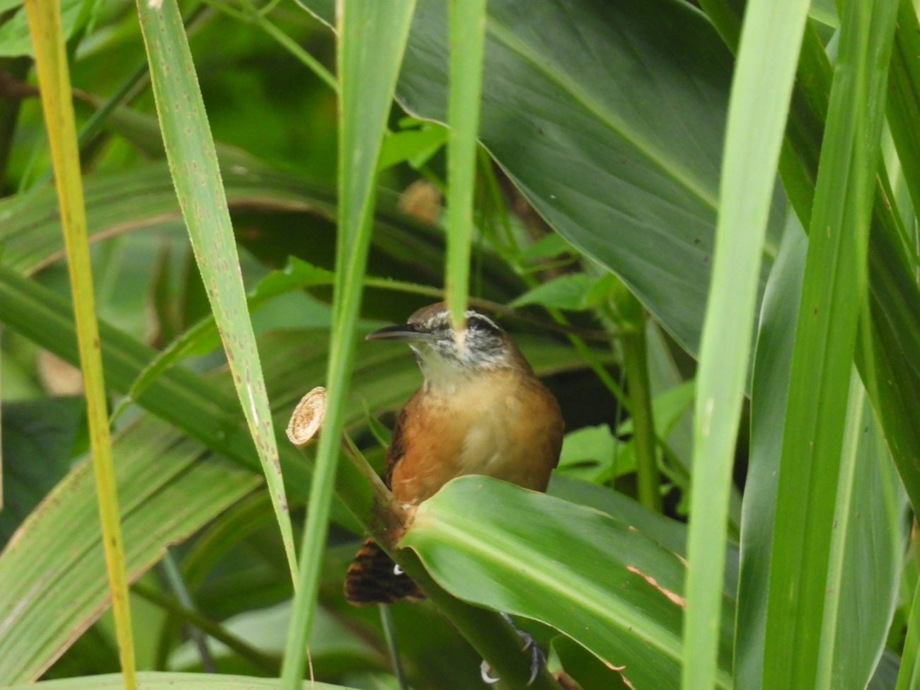 Garrinchão-de-bico-grande (Cantorchilus longirostris), aves, fotografado em Maresias, São Sebastião