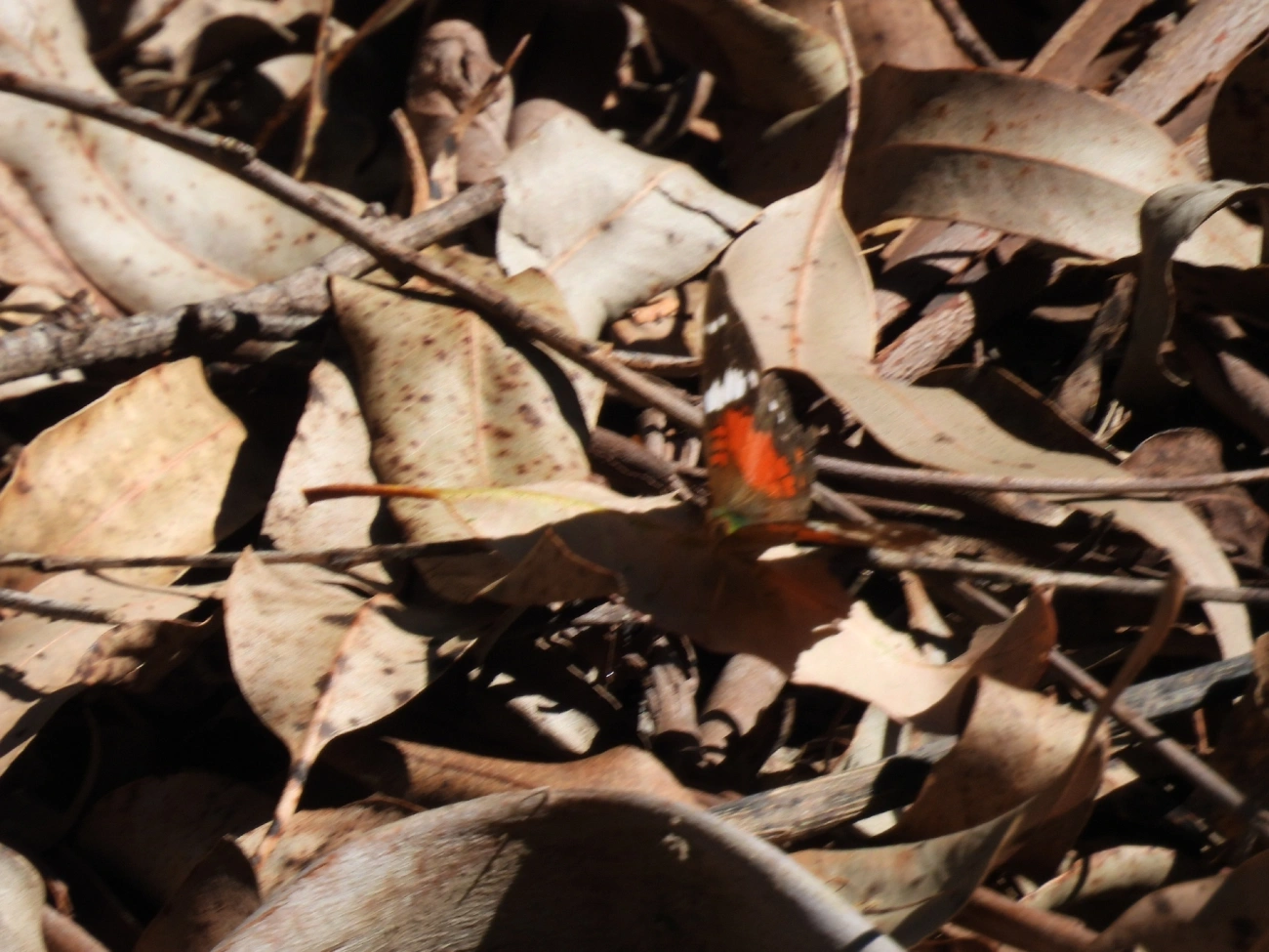 Borboleta-pavão-escarlate (Anartia amathea), insetos, fotografado em Catuçaba, São Luíz do Paraitinga