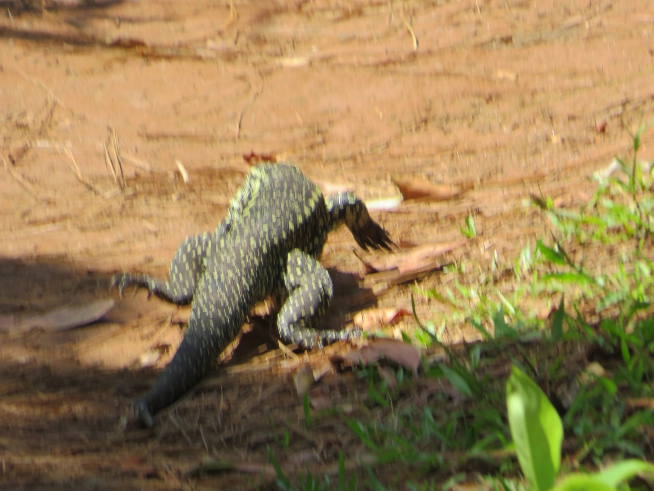Teiú (Salvator merianae), répteis, fotografado em Calhetas, São Sebastião