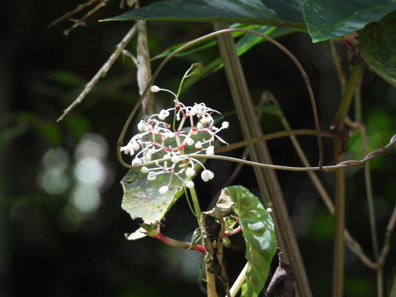 Begônias (Begonia), plantas, fotografado em Queluz