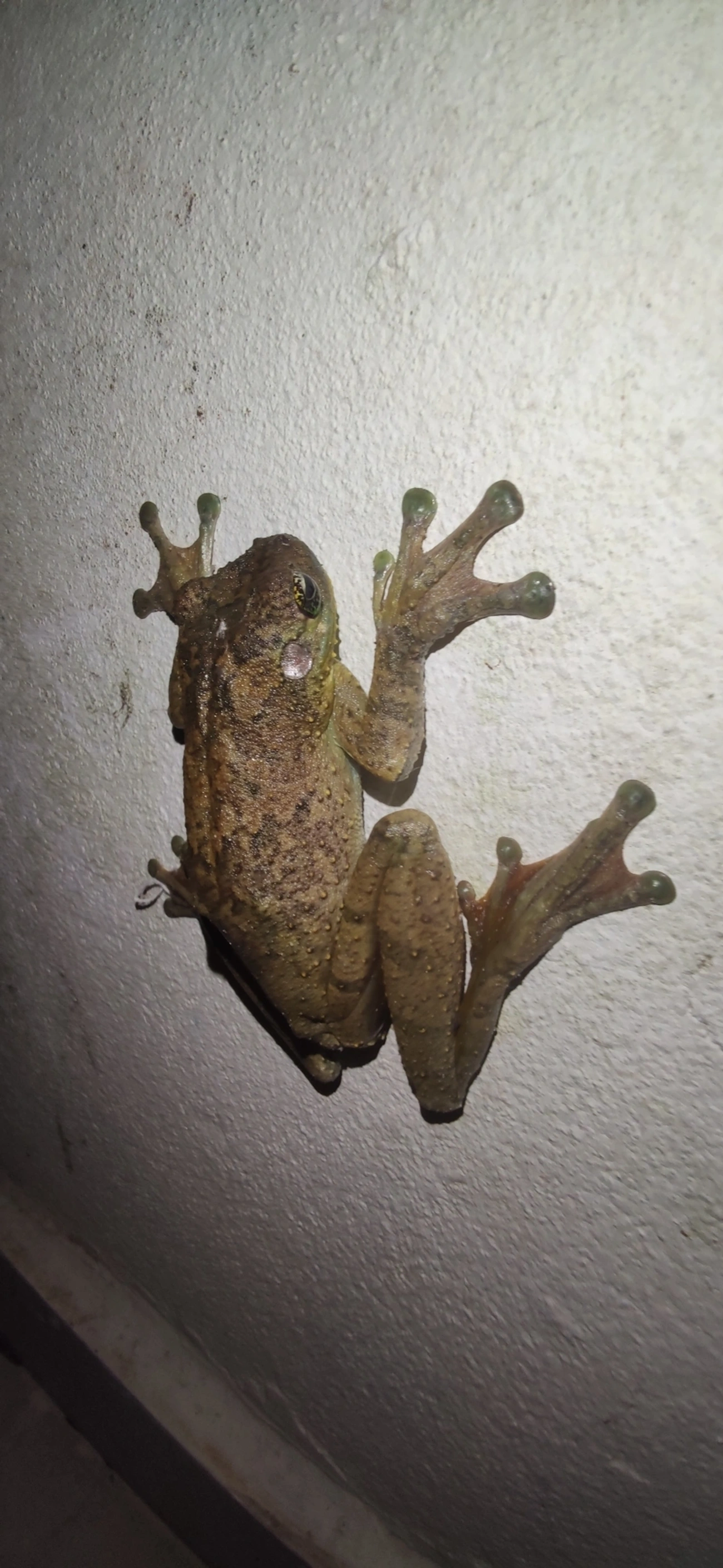 Perereca-Castanhola (Itapotihyla langsdorffii), anfíbios, fotografado em Maresias, São Sebastião