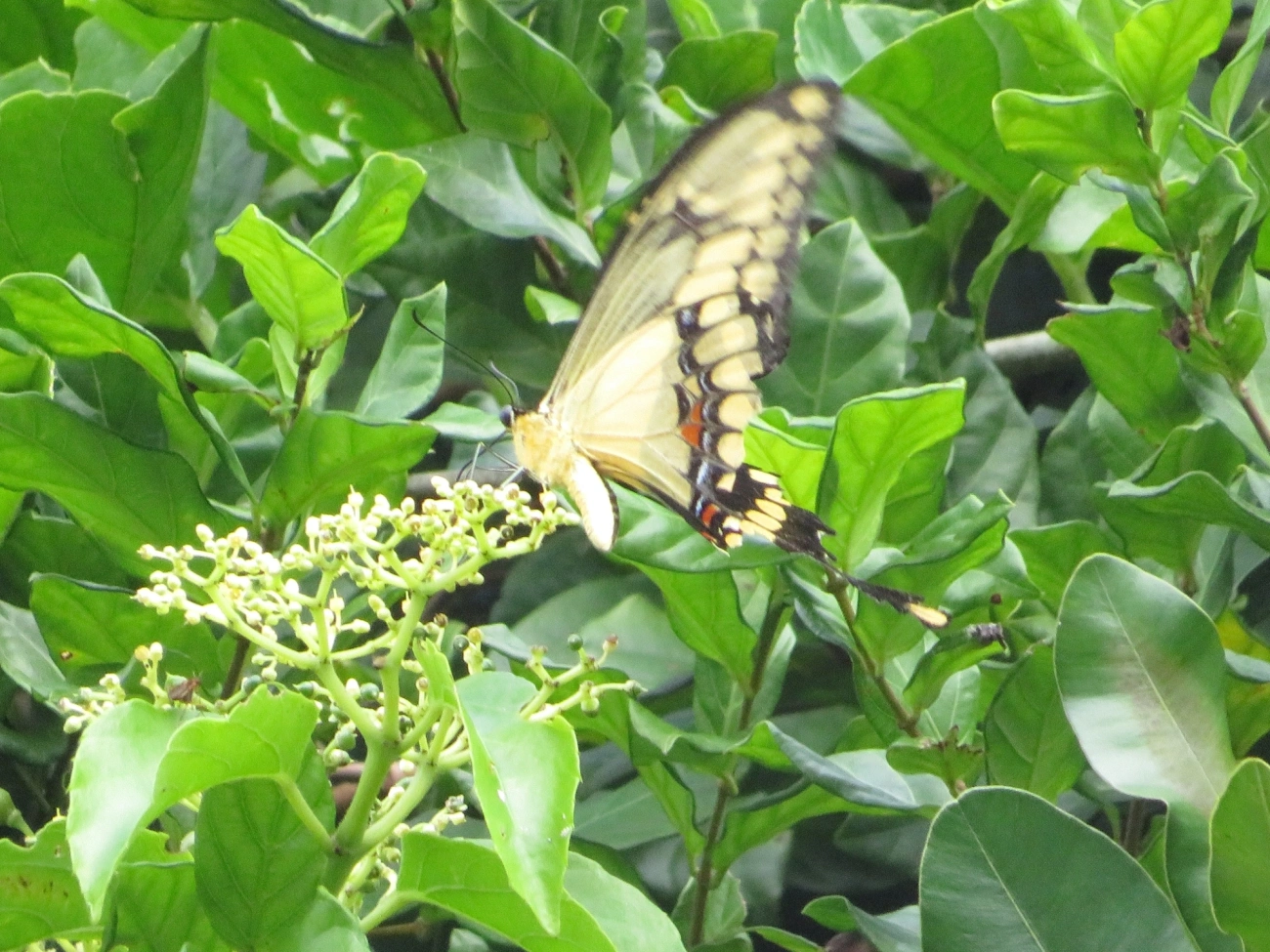 Borboleta-caixão-de-defunto (Heraclides thoas), insetos, fotografado em Maresias, São Sebastião