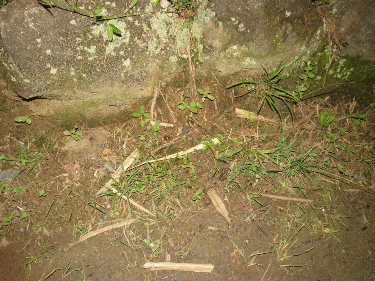 Gryllini, insetos, fotografado em Maresias, São Sebastião