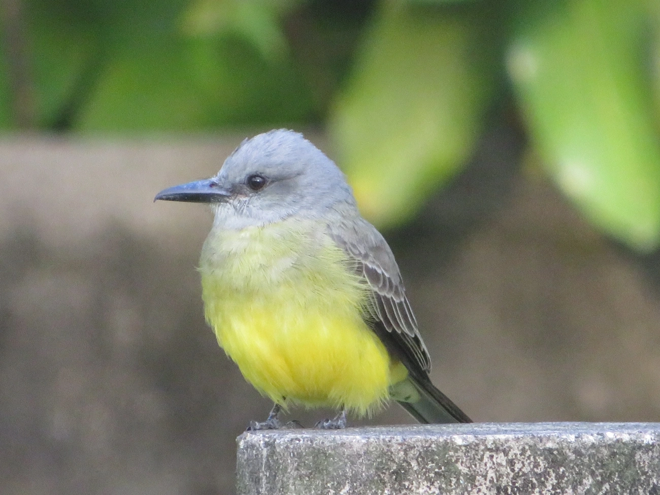 Suiriri (Tyrannus melancholicus), aves, fotografado em Maresias, São Sebastião