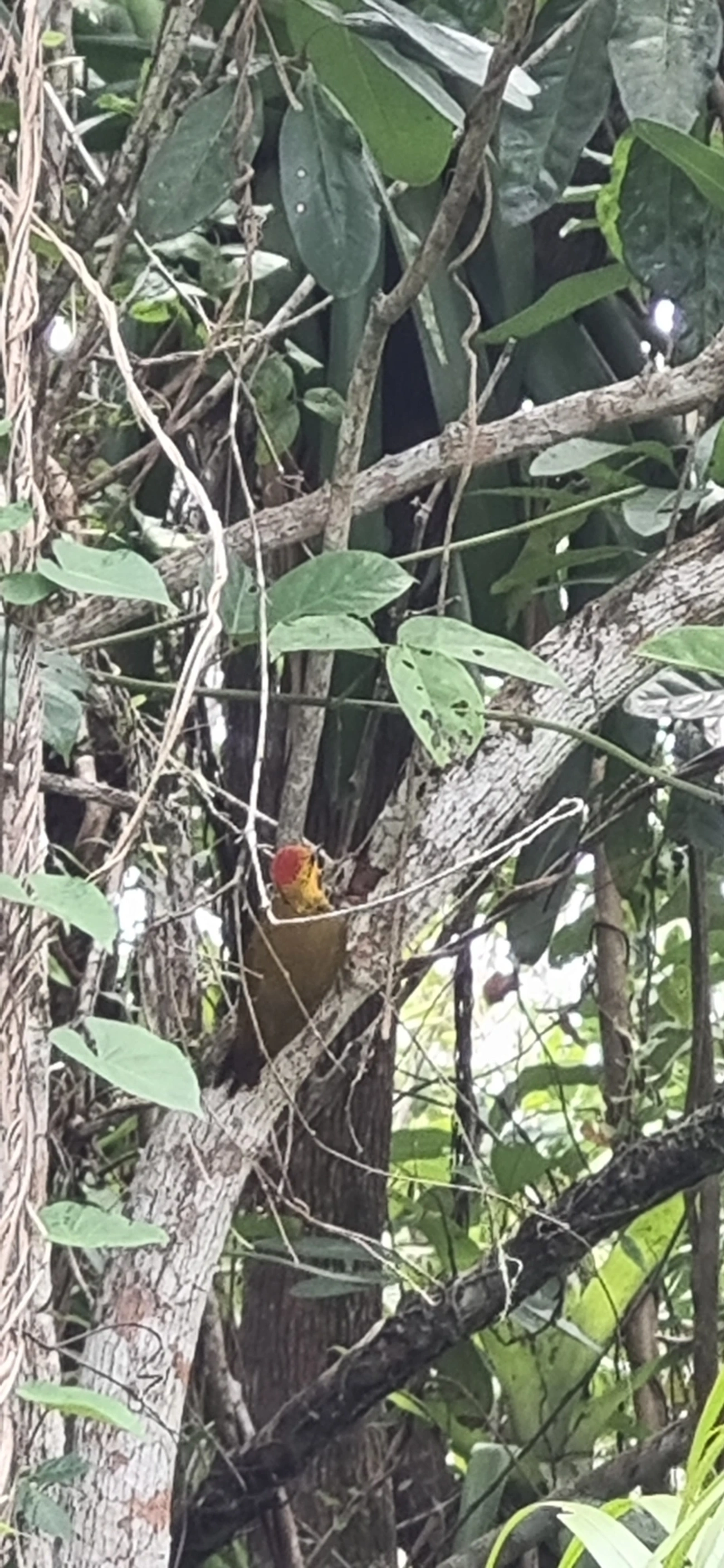Pica-pau-bufador (Piculus flavigula), aves, fotografado em Maresias, São Sebastião