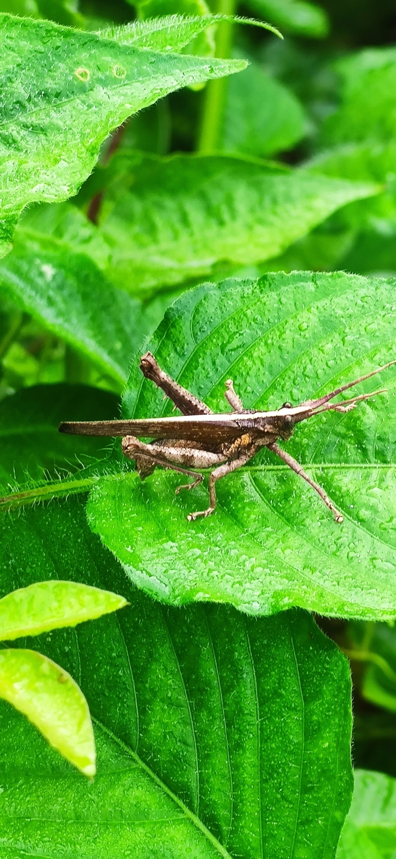 Procolpia, insetos, fotografado em Maresias, São Sebastião