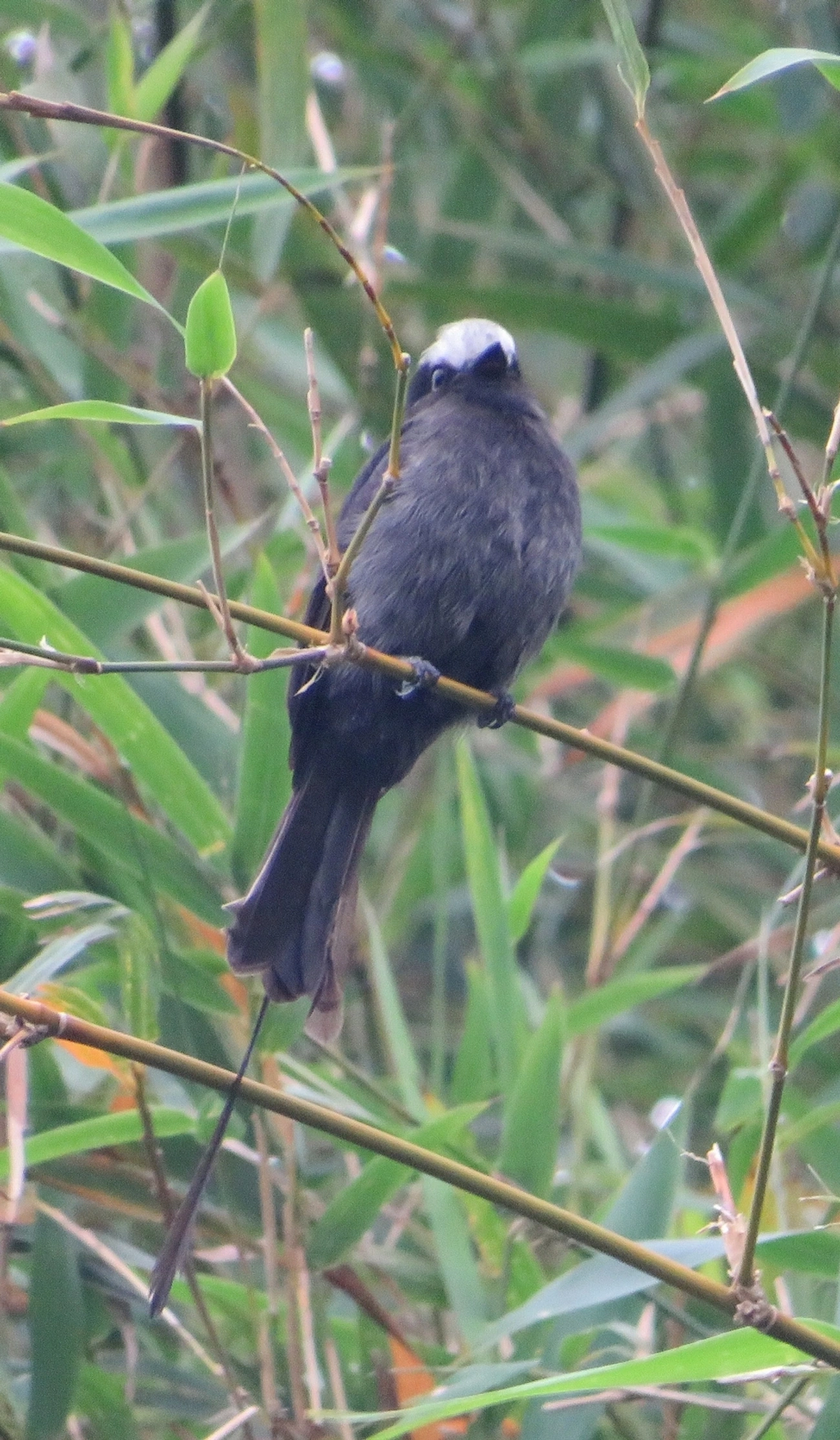 Viuvinha (Colonia colonus), aves, fotografado em Maresias, São Sebastião