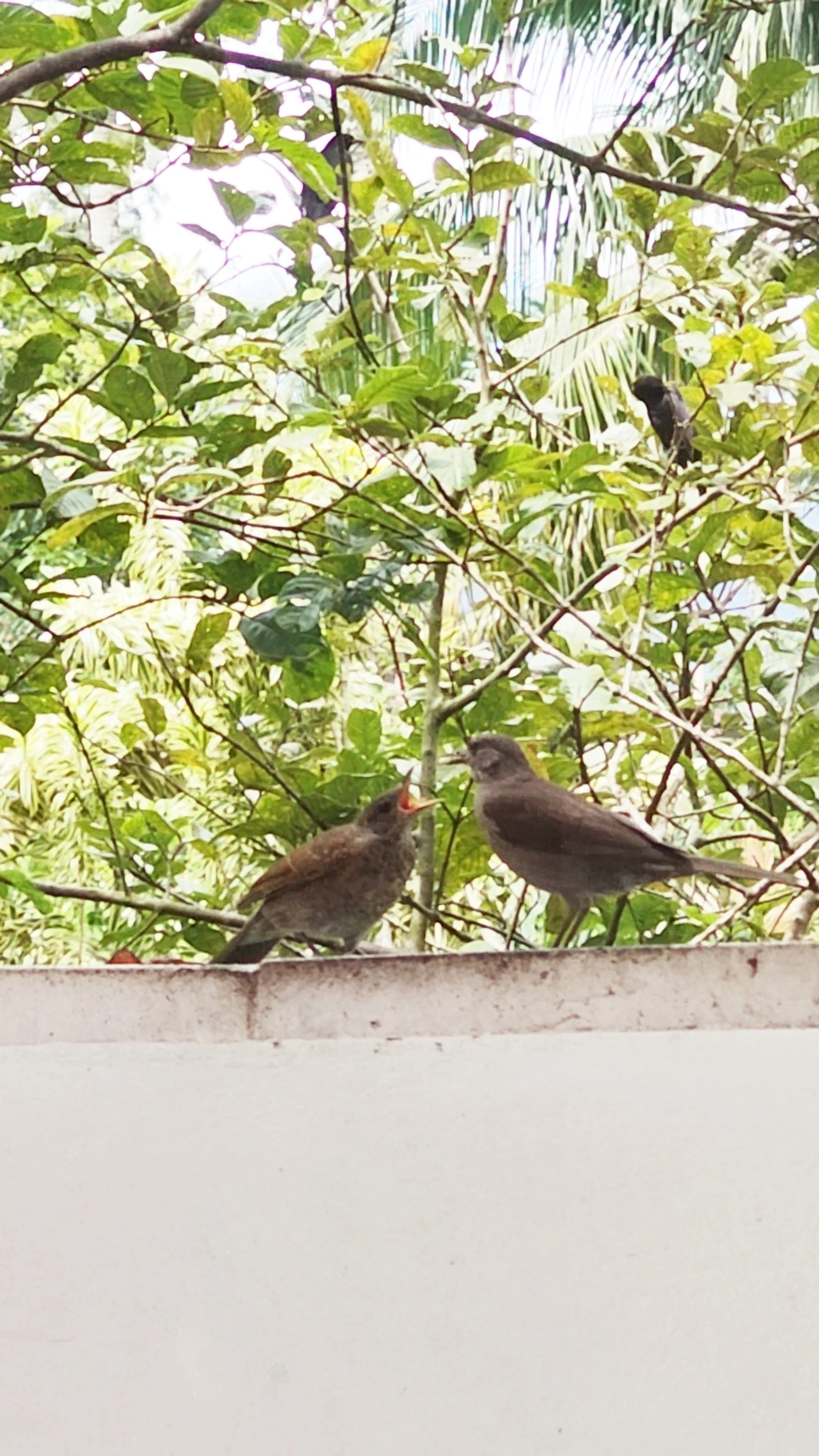 Sabiá-barranco (Turdus leucomelas), aves, fotografado em Maresias, São Sebastião
