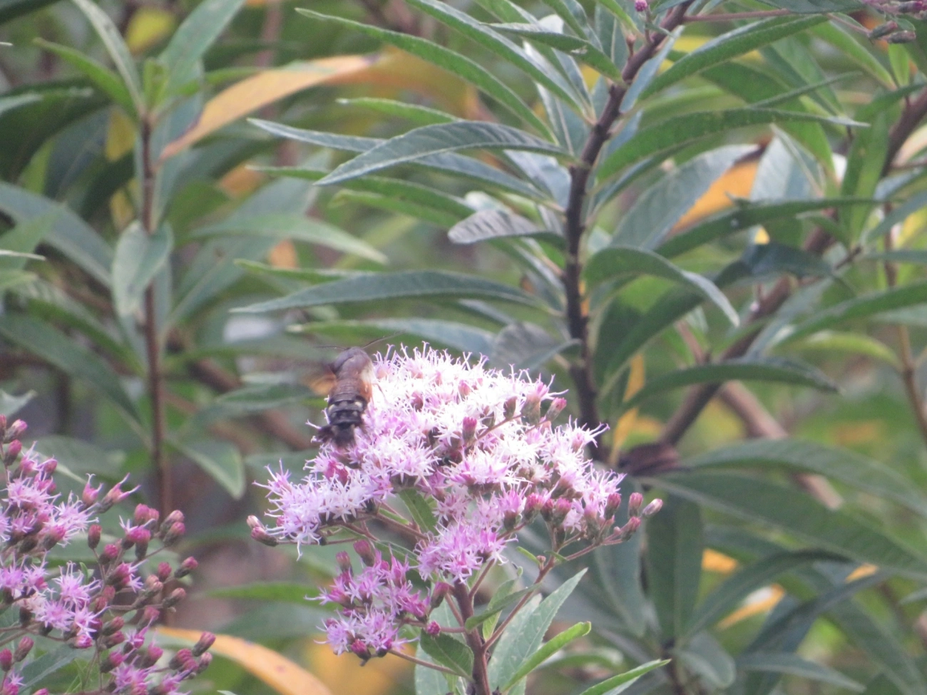 Aellopos ceculus, insetos, fotografado em Maresias, São Sebastião