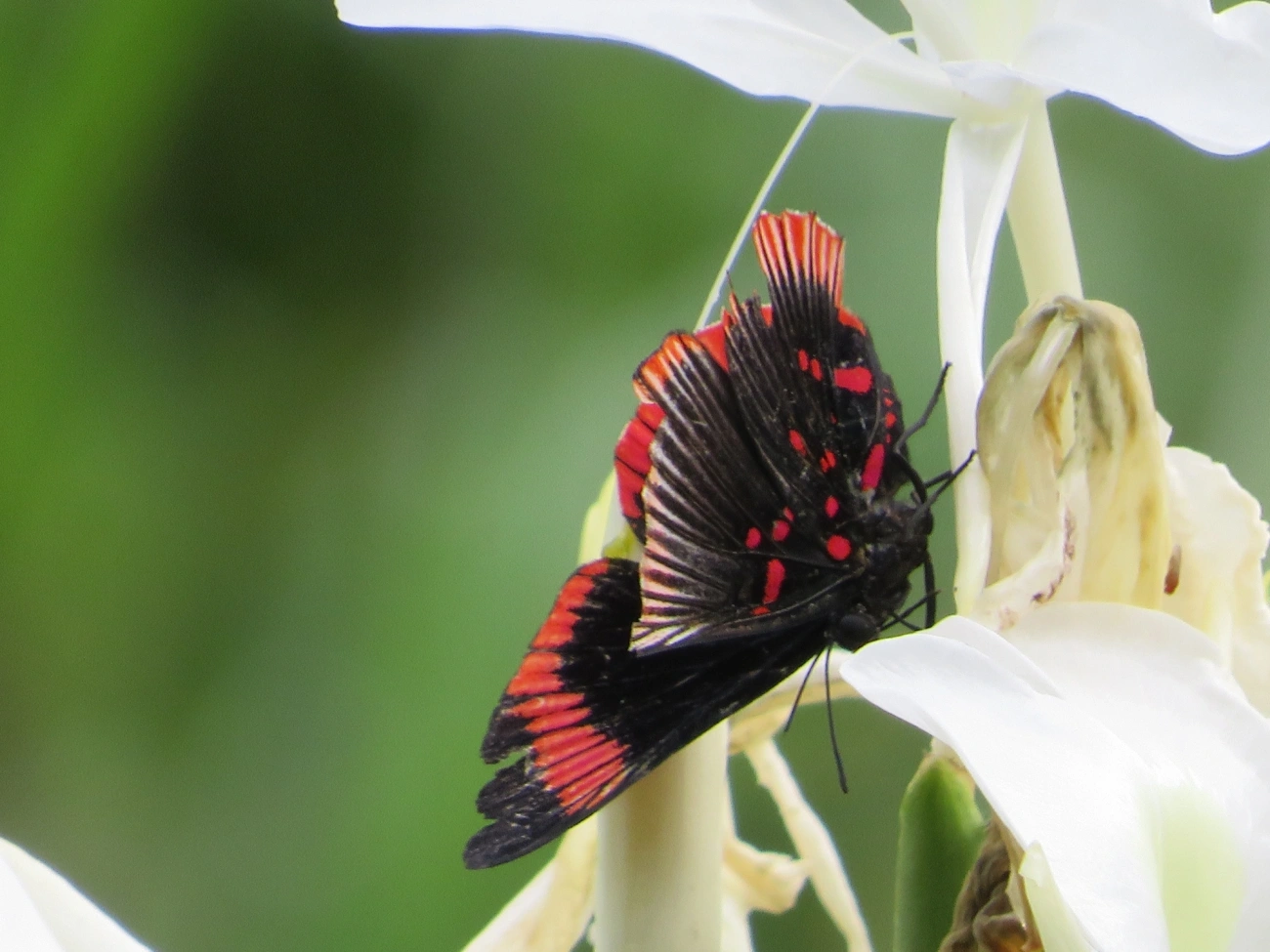 Lyropteryx lyra, insetos, fotografado em Maresias, São Sebastião