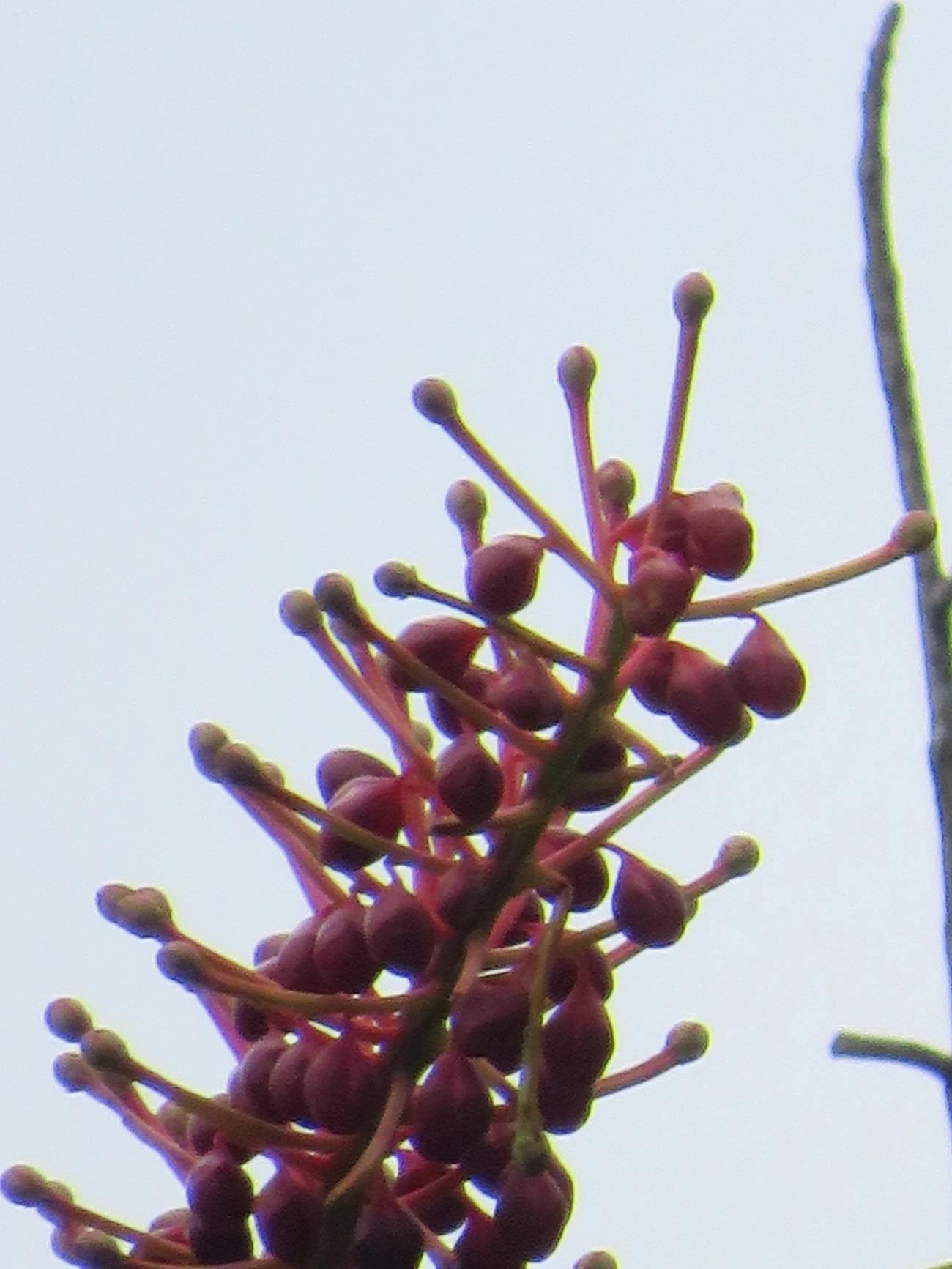 Agarrapé (Schwartzia brasiliensis), plantas, fotografado em Maresias, São Sebastião