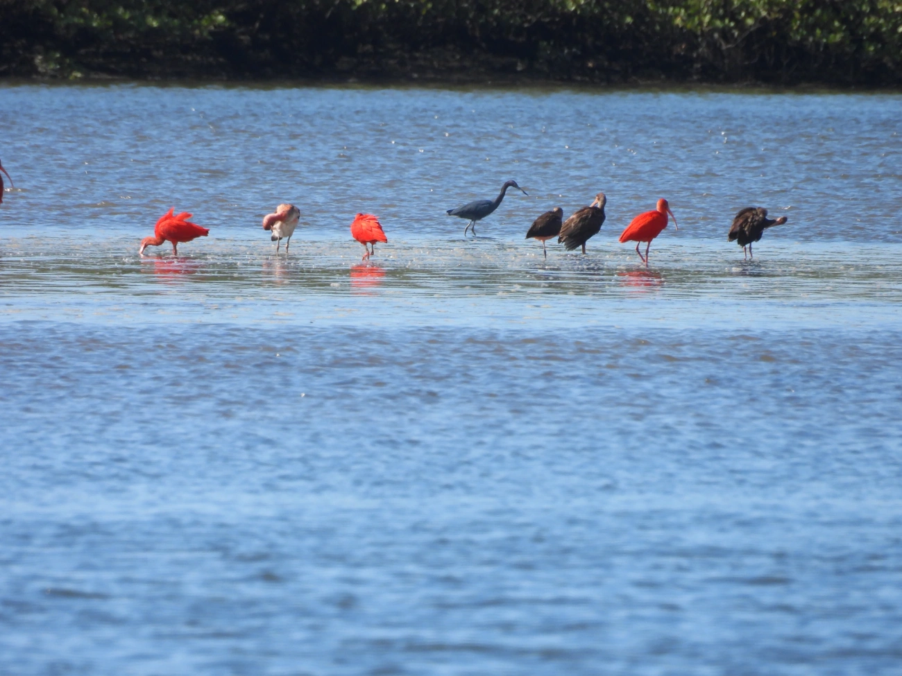 Guará (Eudocimus ruber), aves, fotografado em Cananéia