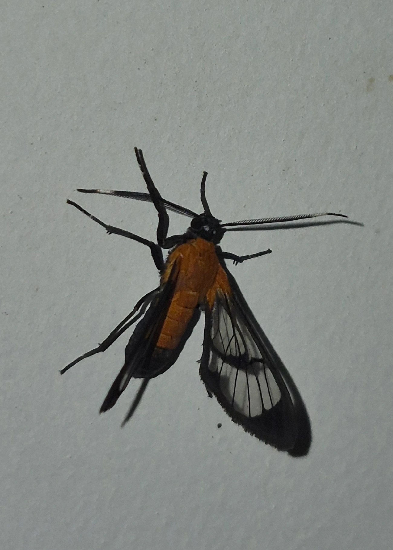 Lepidoneiva, insetos, fotografado em Maresias, São Sebastião