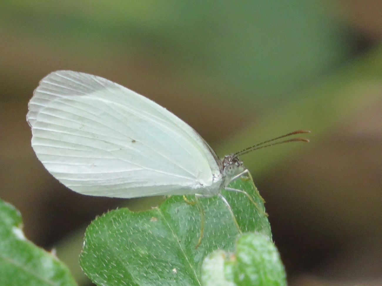 Borboleta-fantasma-amarela (Eurema albula), insetos, fotografado em Maresias, São Sebastião