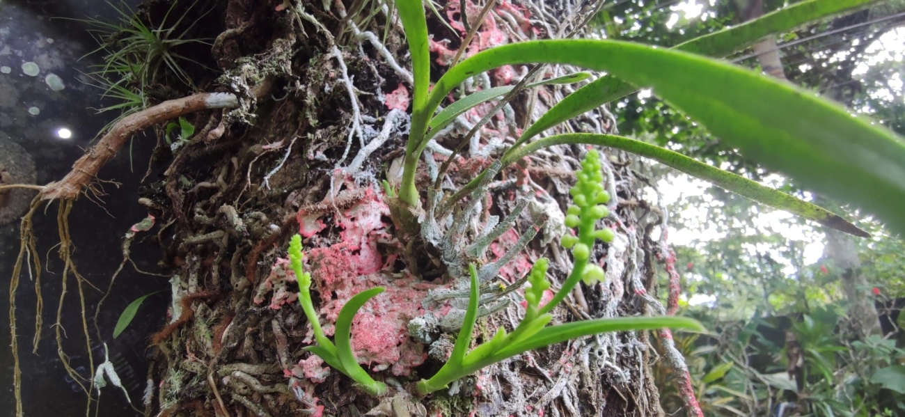 Polystachya, plantas, fotografado em Maresias, São Sebastião
