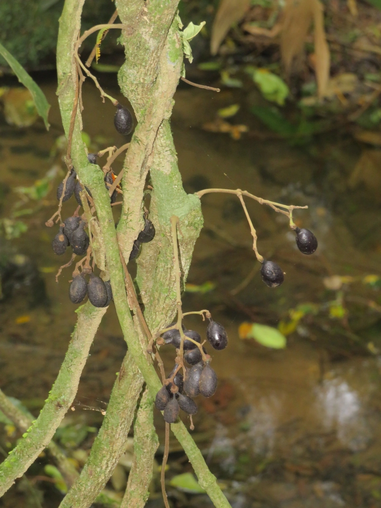 Plantas (Plantae), plantas, fotografado em Paúba, São Sebastião