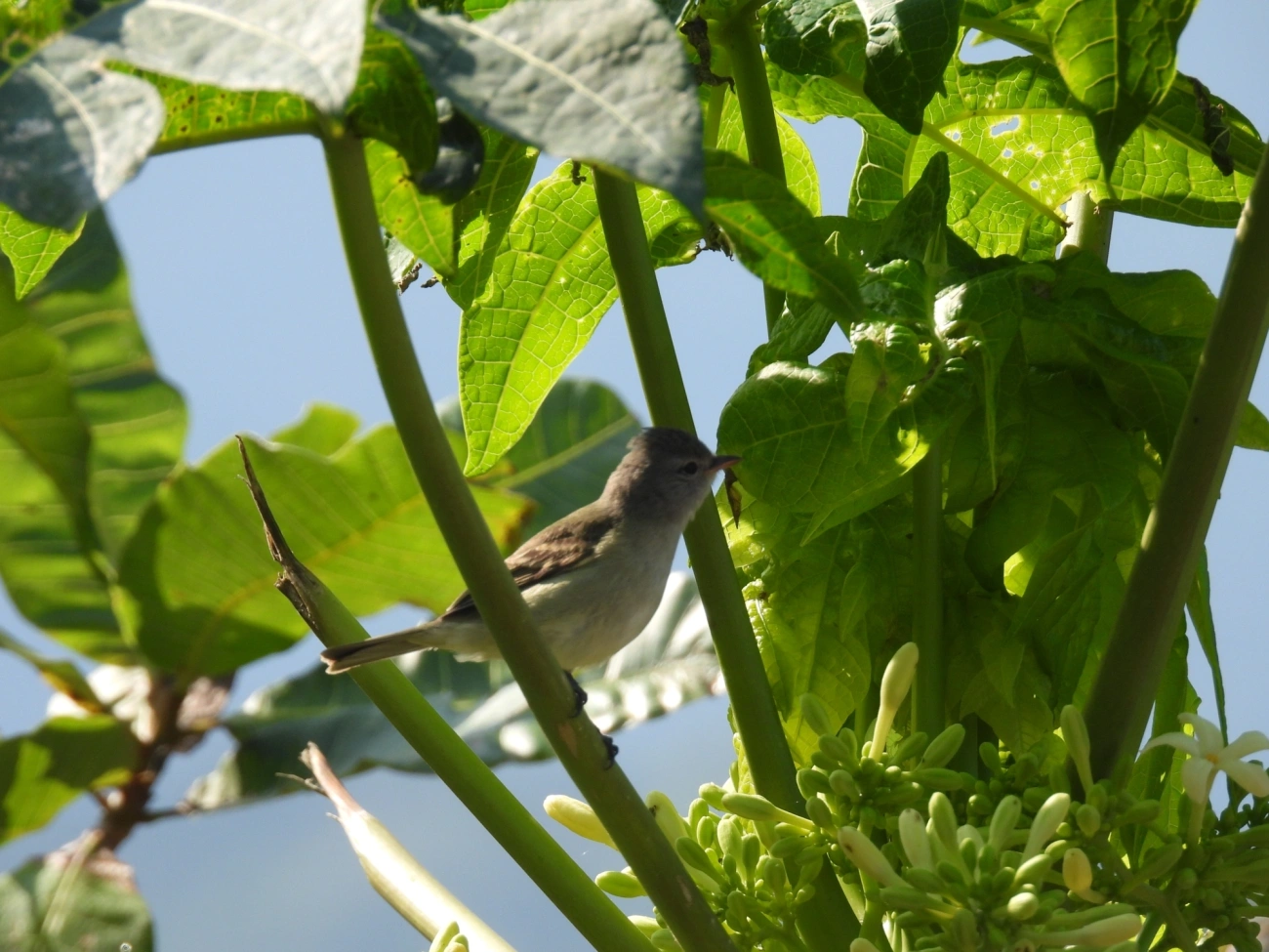 Risadinha (Camptostoma obsoletum), aves, fotografado em Maresias, São Sebastião
