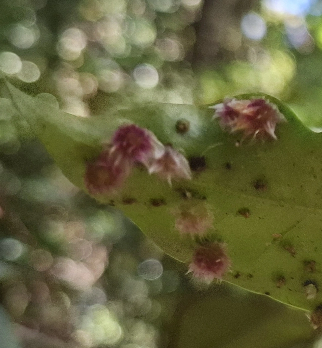 Cecidomyiidae, insetos, fotografado em Enxovas, Ilhabela