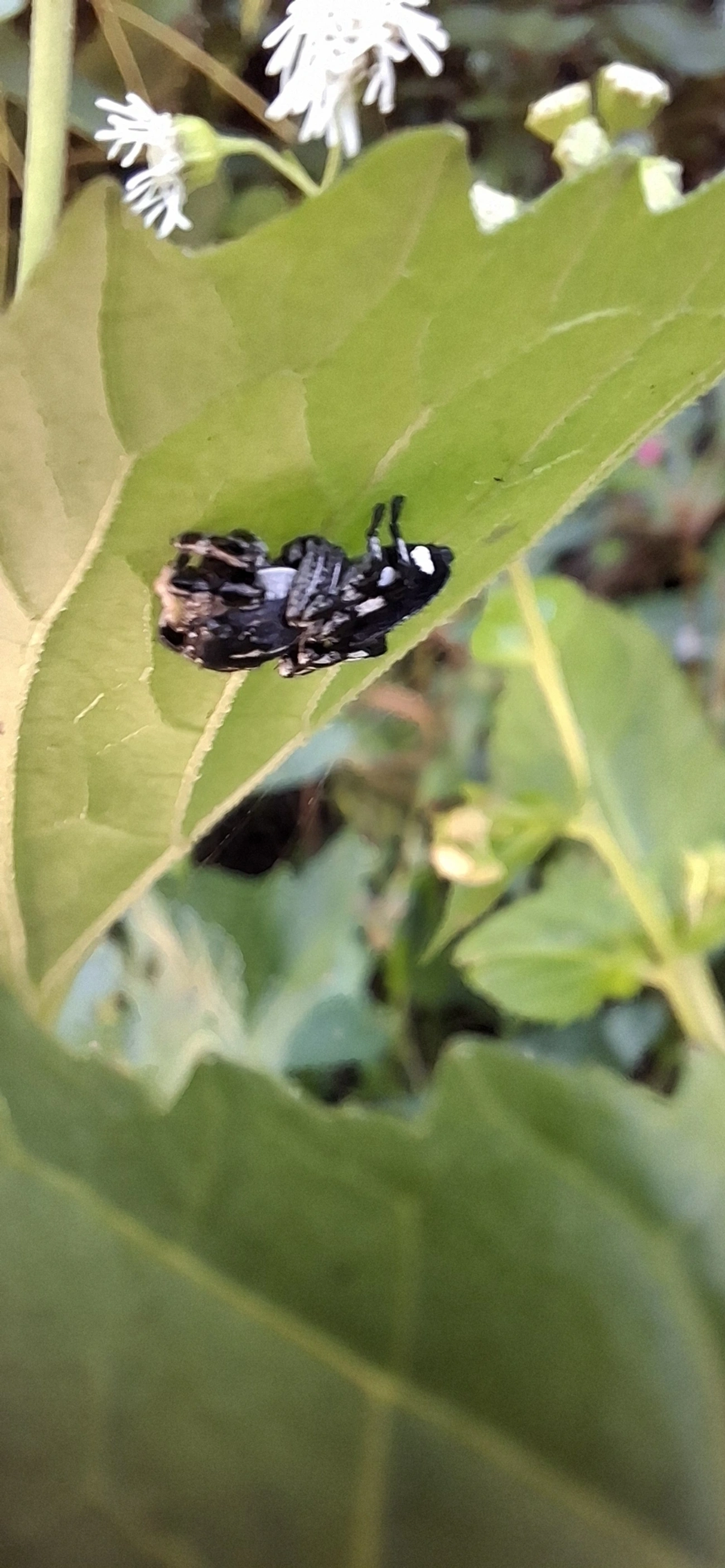 Phiale, aracnídeos, fotografado em Paúba, São Sebastião