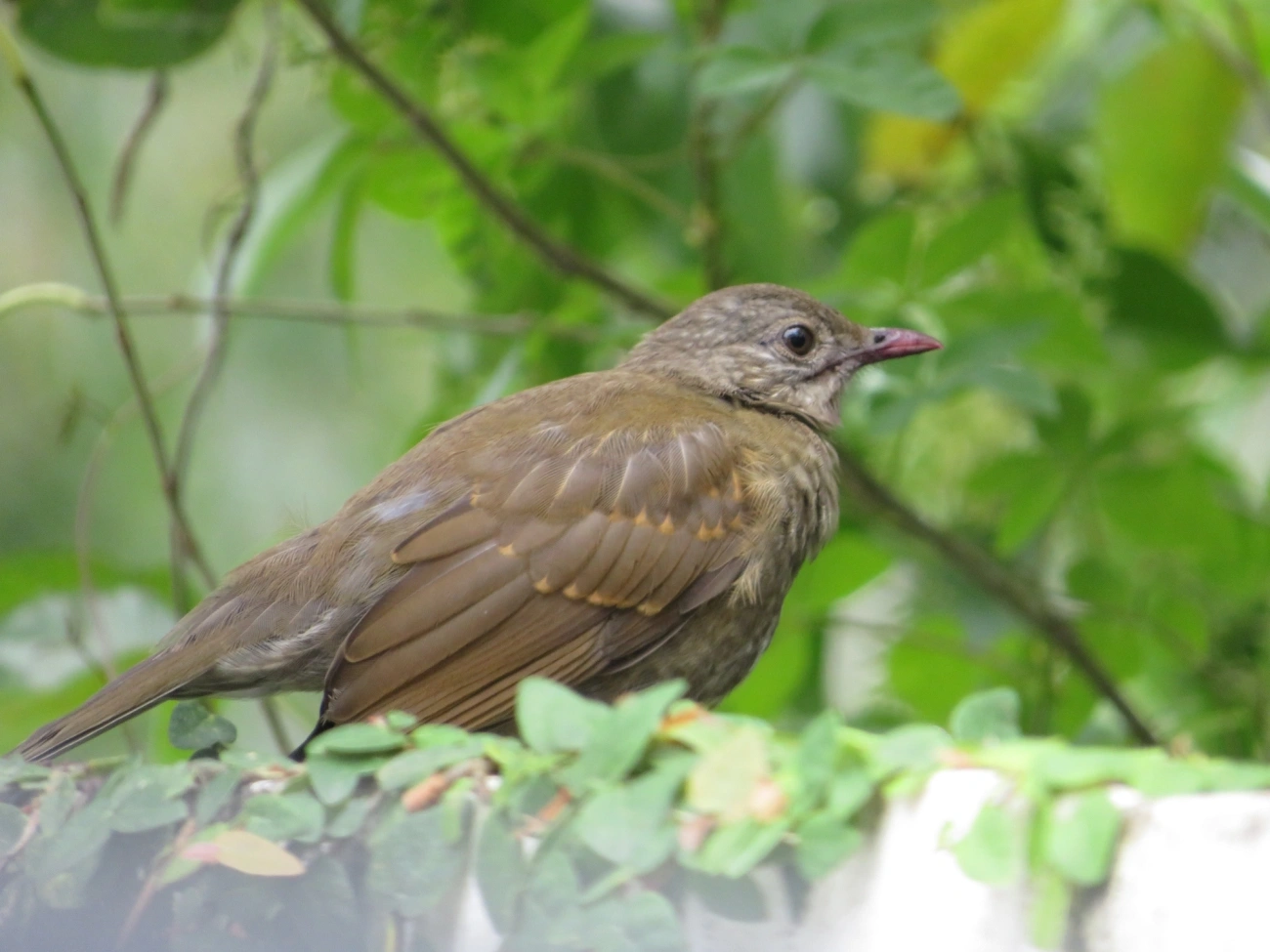 Sabiá-barranco (Turdus leucomelas), aves, fotografado em Maresias, São Sebastião