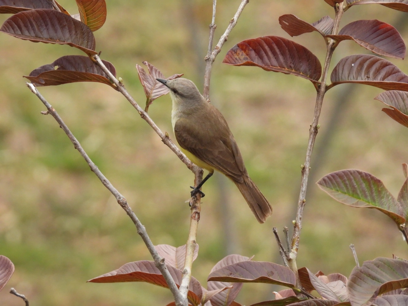 Suiriri-cavaleiro (Machetornis rixosa), aves, fotografado em Rodovia BR 354, Itamonte
