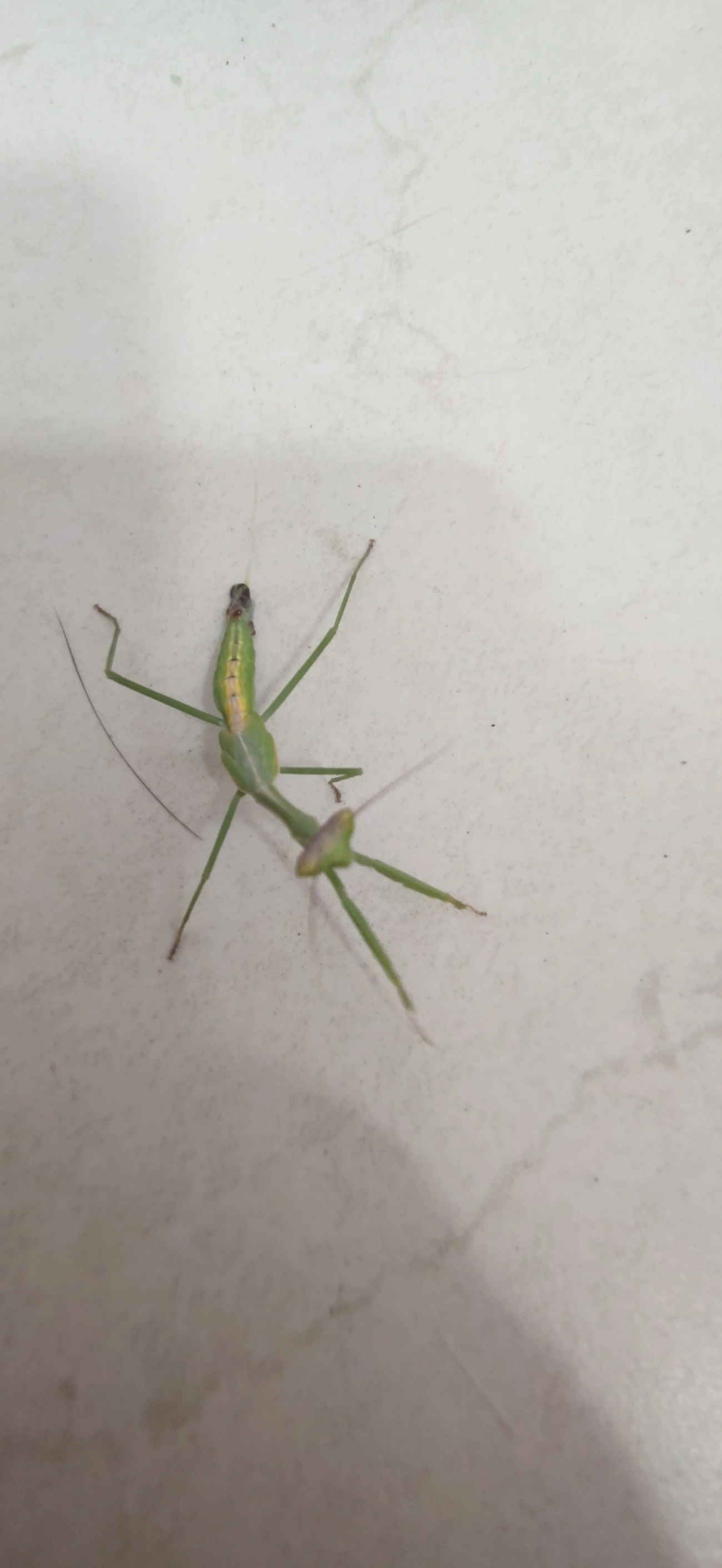 Oxyopsis, insetos, fotografado em Maresias, São Sebastião