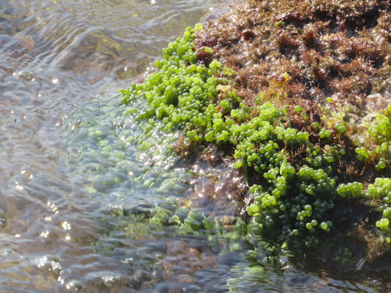Caulerpa, plantas, fotografado em Maresias, São Sebastião