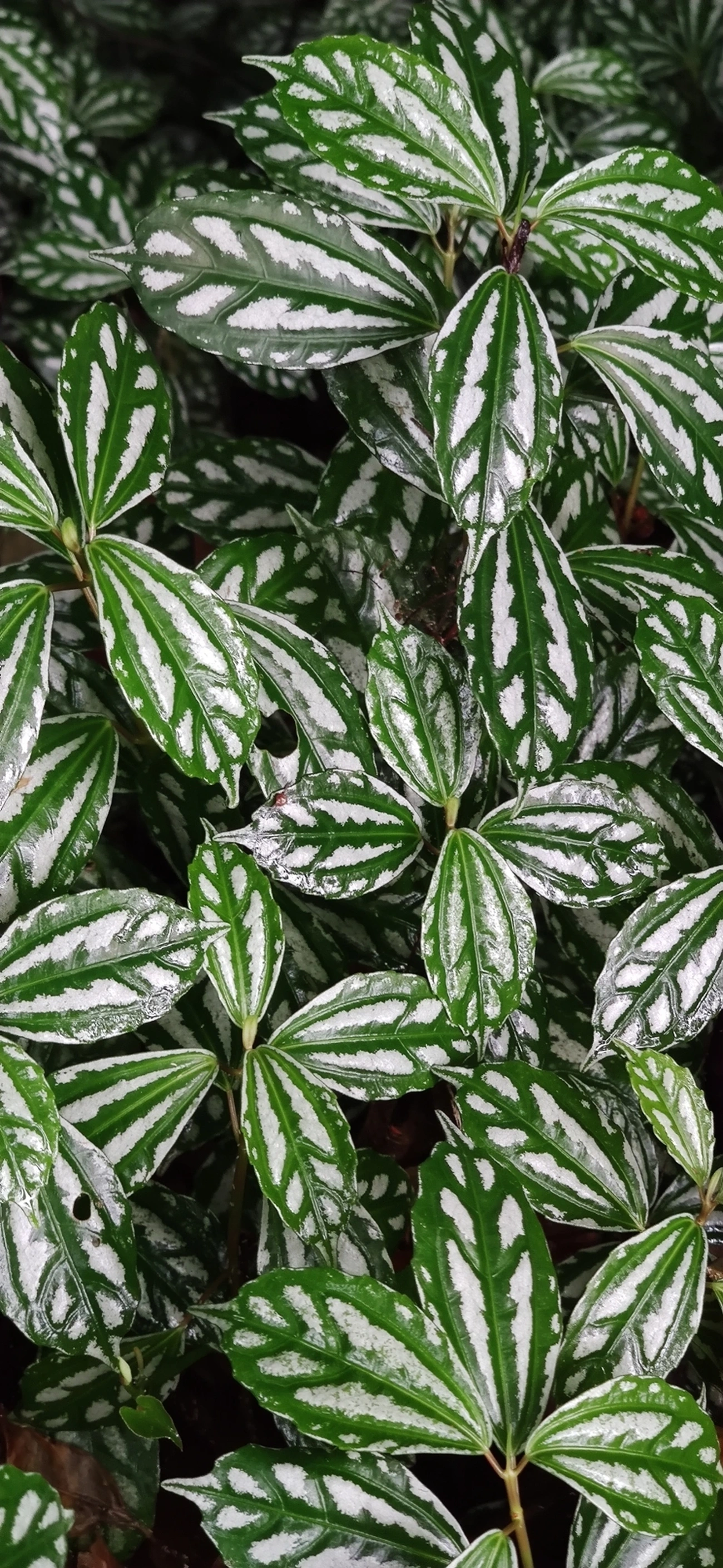 Planta-alumínio (Pilea cadierei), plantas, fotografado em Maresias, São Sebastião