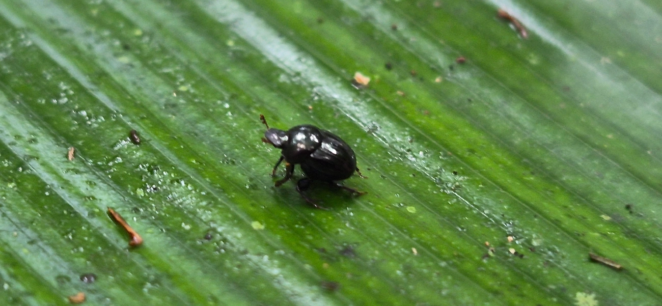 Canthidium, insetos, fotografado em Camburí, São Sebastião
