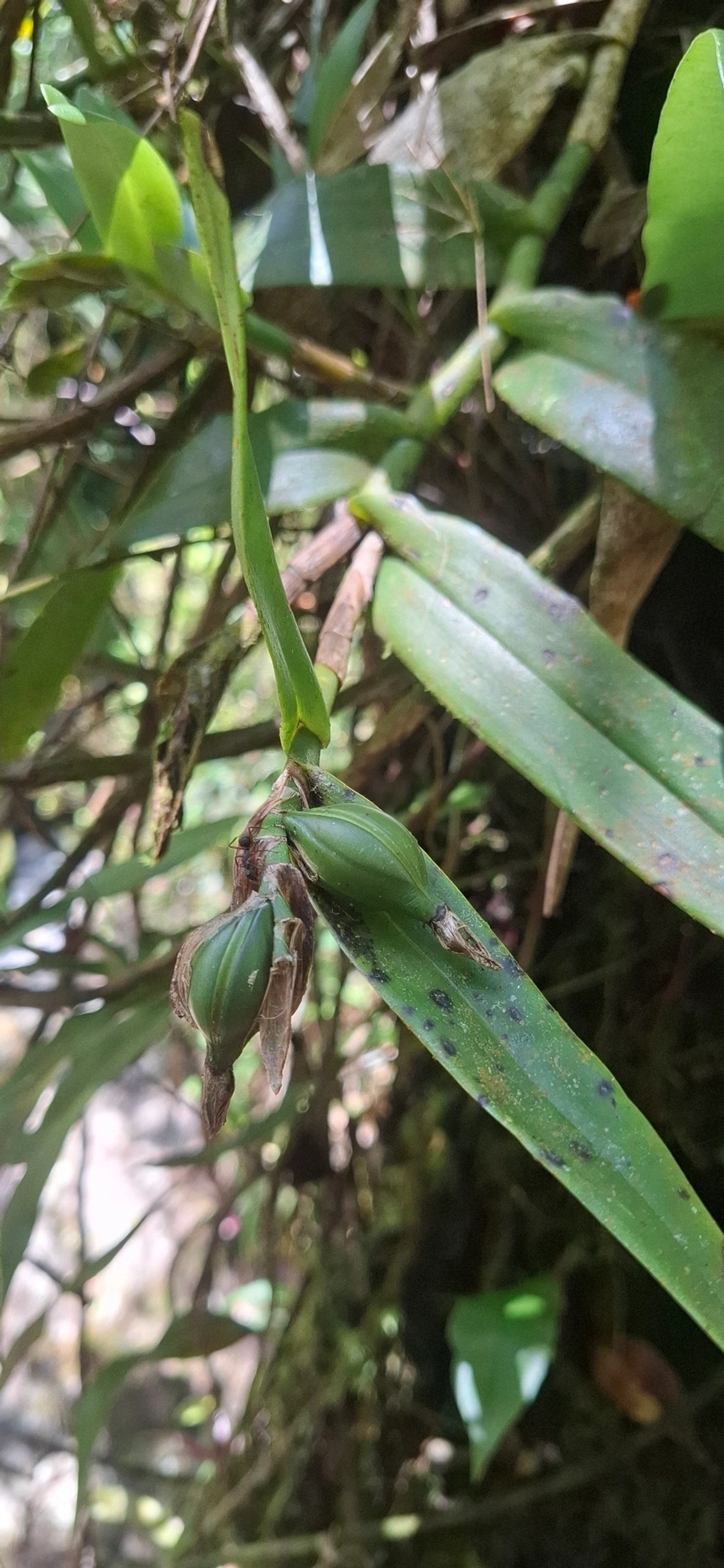 Epidendros (Epidendrum), plantas, fotografado em Queluz