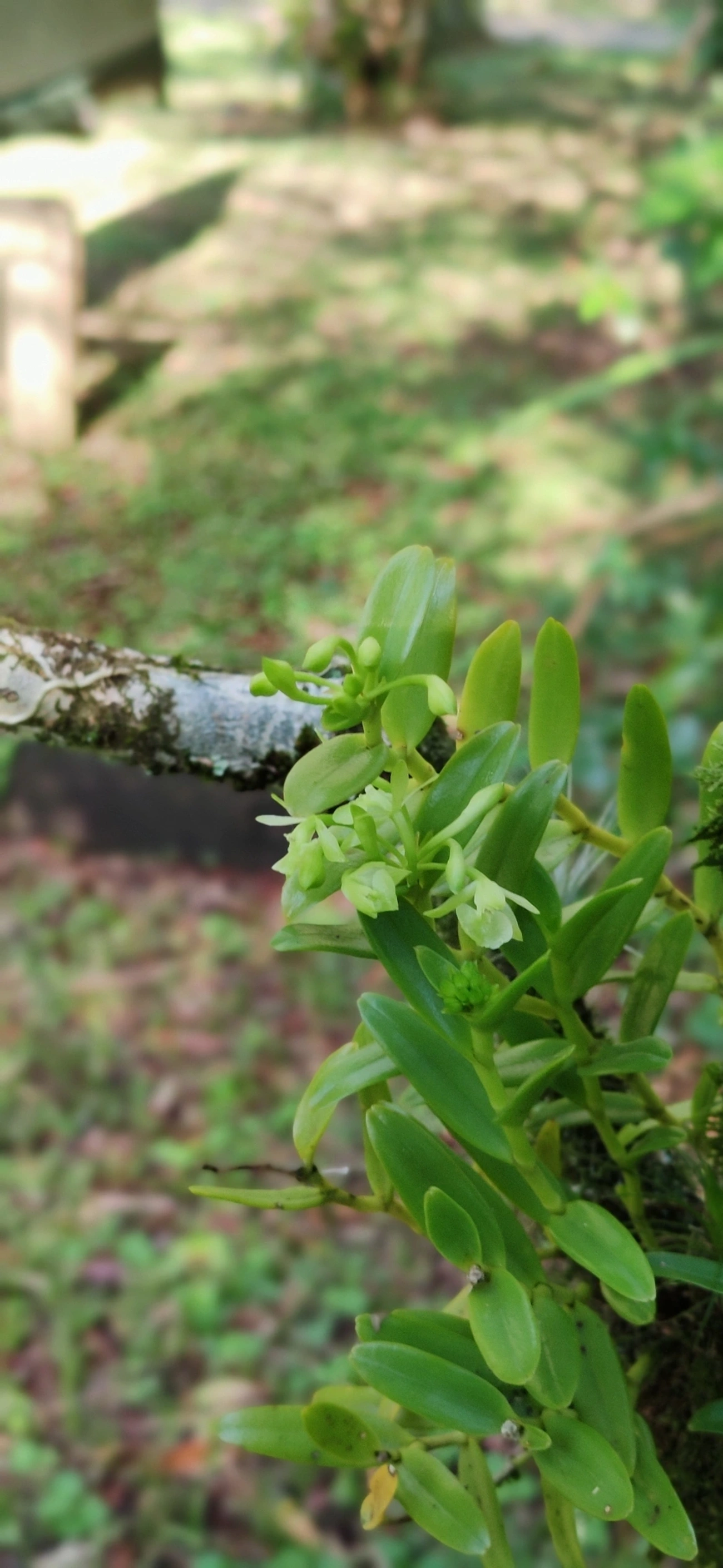 Epidendrum difforme, plantas, fotografado em Maresias, São Sebastião