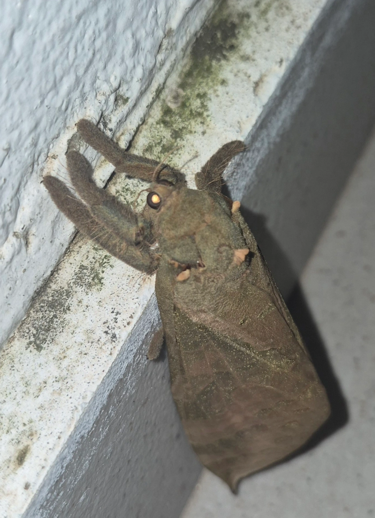 Mariposa-fantasma (Trichophassus giganteus), insetos, fotografado em Maresias, São Sebastião