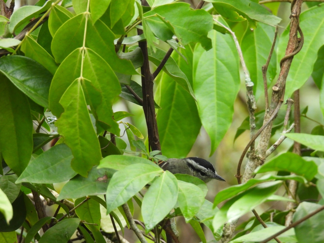 Chorozinho-de-Asa-Vermelha (Herpsilochmus rufimarginatus), aves, fotografado em Maresias, São Sebastião