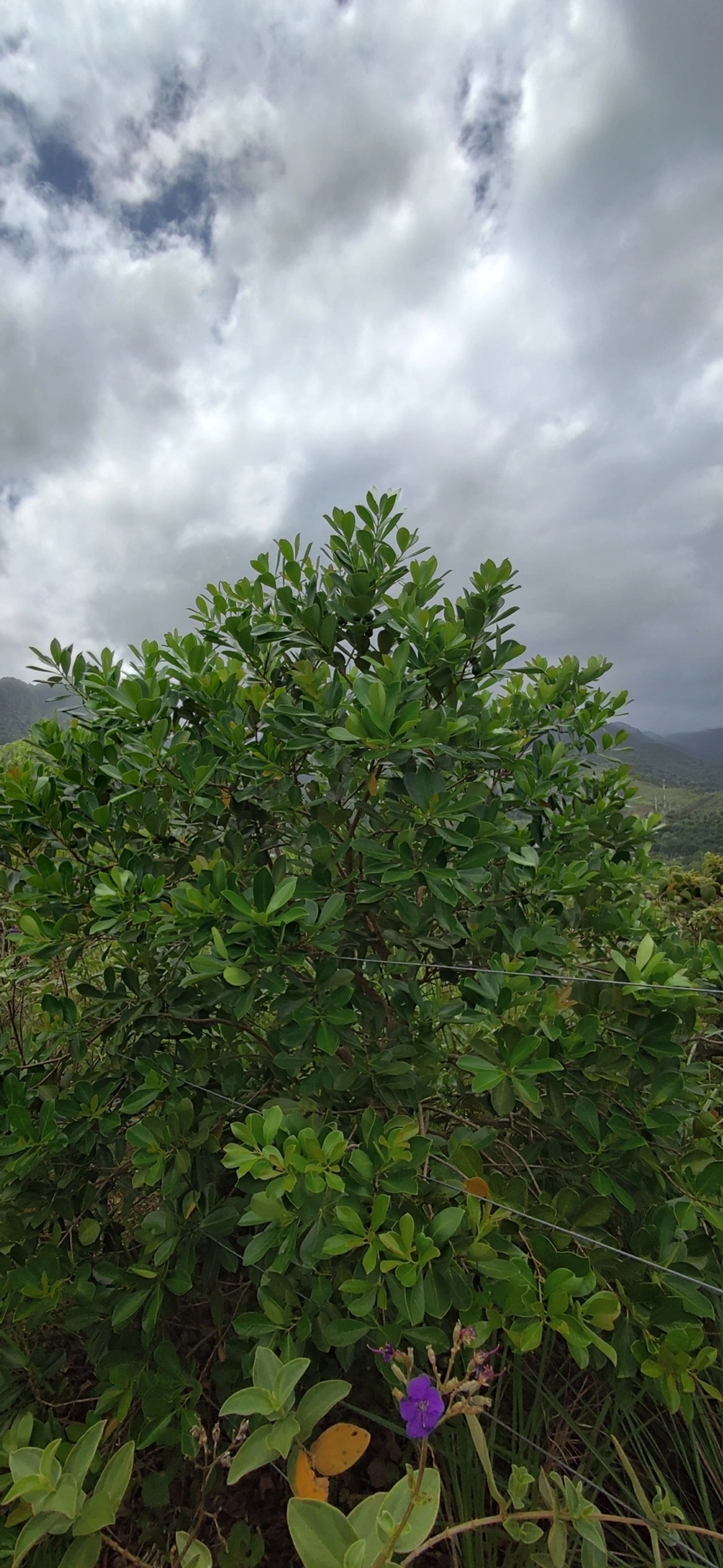 Araçá (Psidium cattleyanum), plantas, fotografado em Paúba, São Sebastião