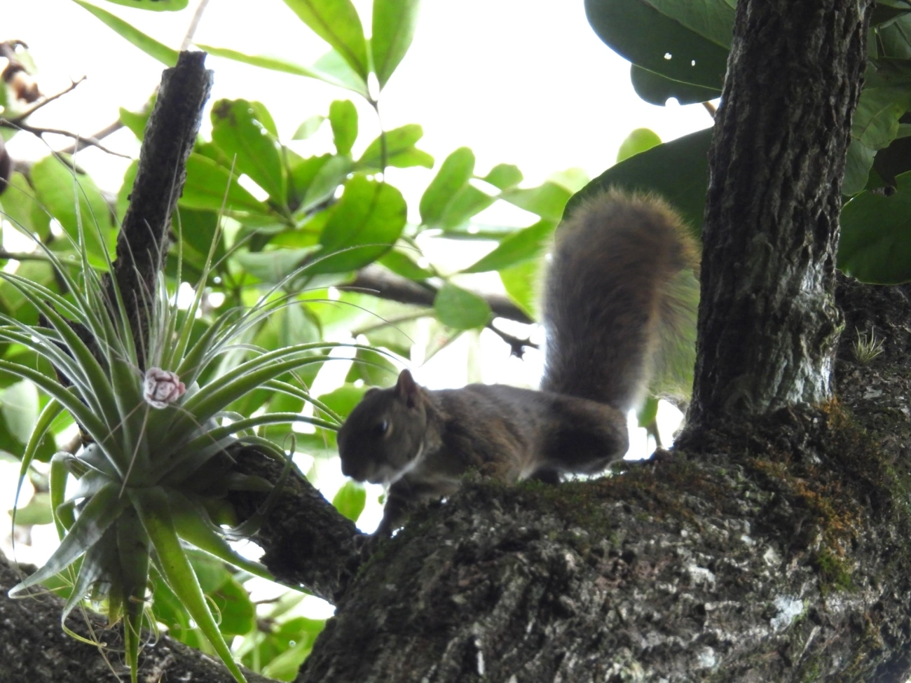 Caxinguelê (Sciurus brasiliensis), mamíferos, fotografado em Maresias, São Sebastião