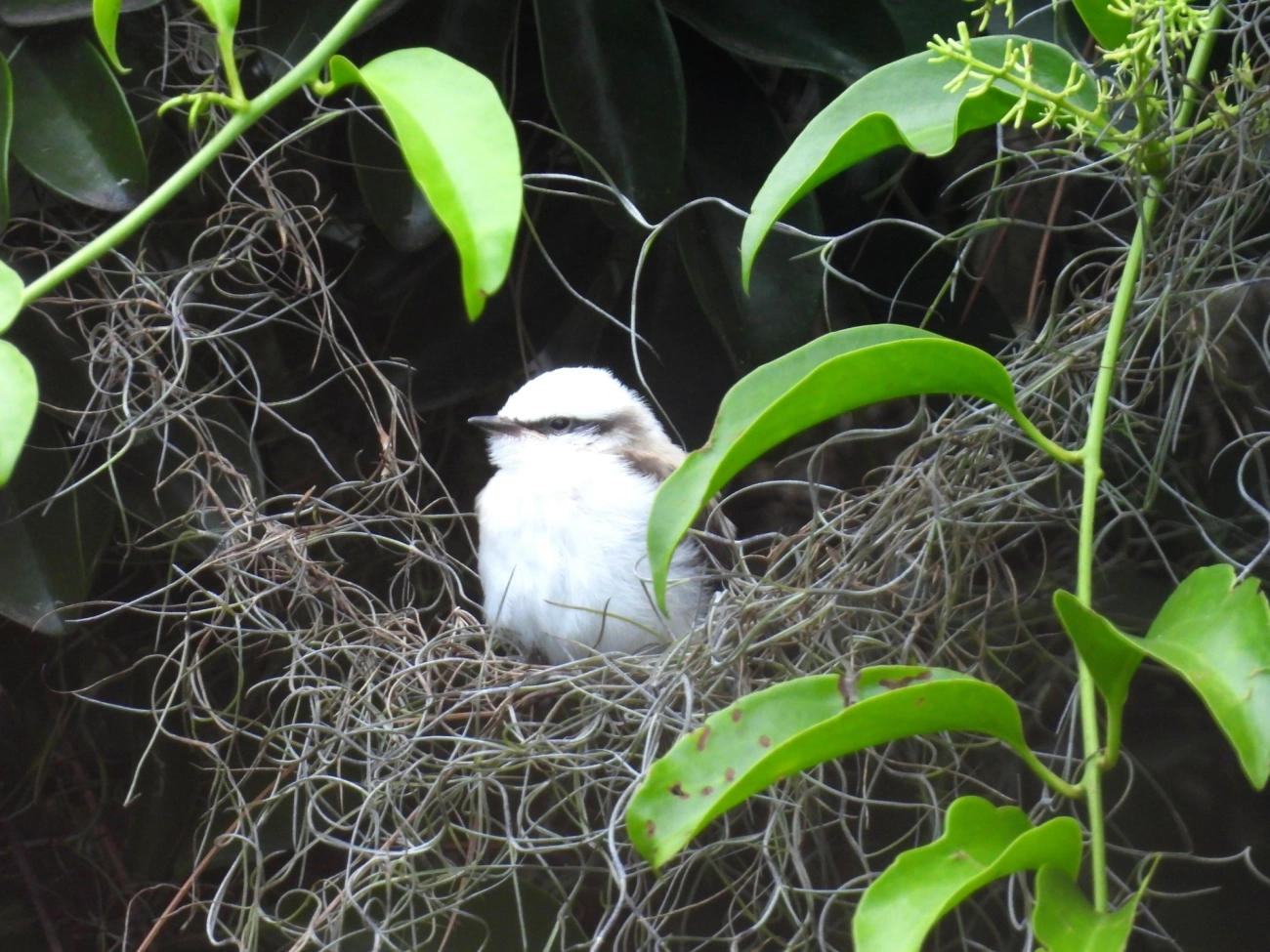 Lavadeira-mascarada (Fluvicola nengeta), aves, fotografado em Perequê, Ilhabela