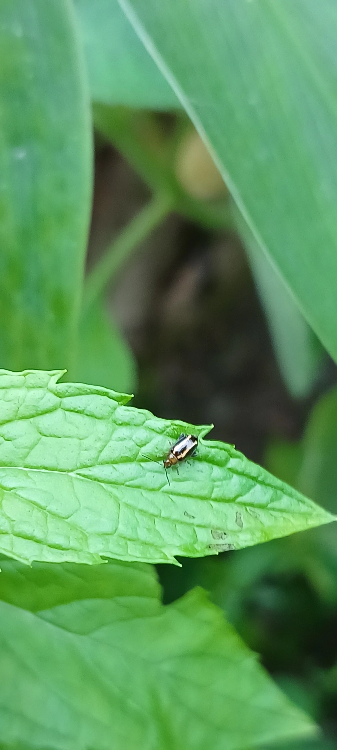 Besouro-pulga (Systena tenuis), insetos, fotografado em Maresias, São Sebastião