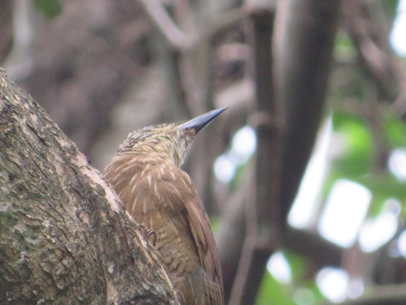 Arapaçu-grande (Dendrocolaptes platyrostris), aves, fotografado em Maresias, São Sebastião
