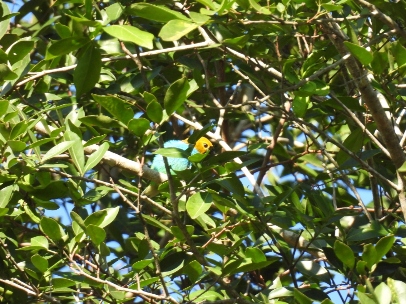 Saíra-douradinha (Tangara cyanoventris), aves, fotografado em Resende
