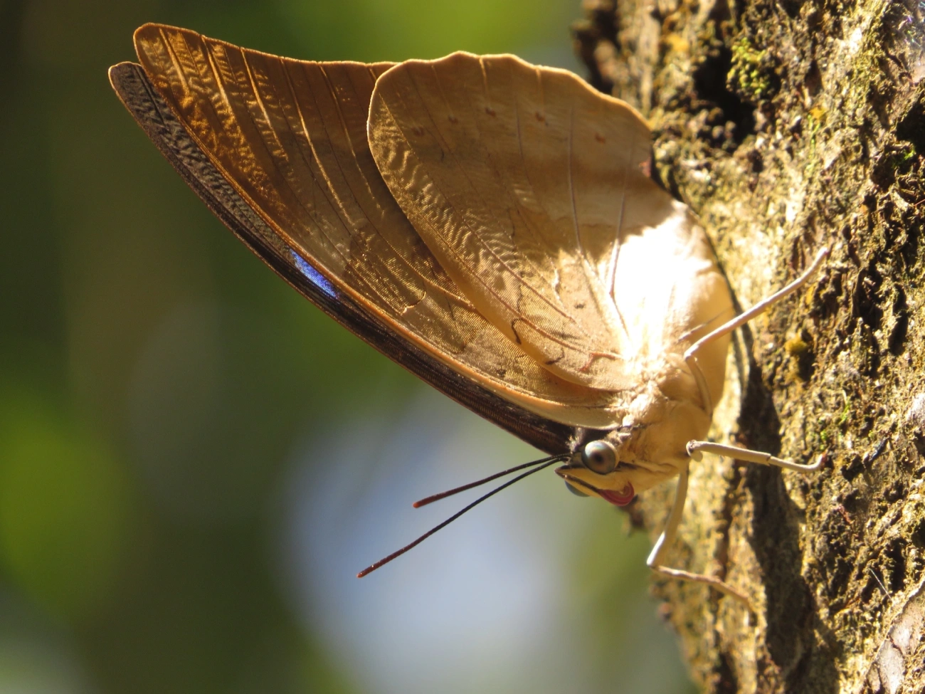 Prepona-de-um-ponto (Archaeoprepona demophon), insetos, fotografado em Maresias, São Sebastião