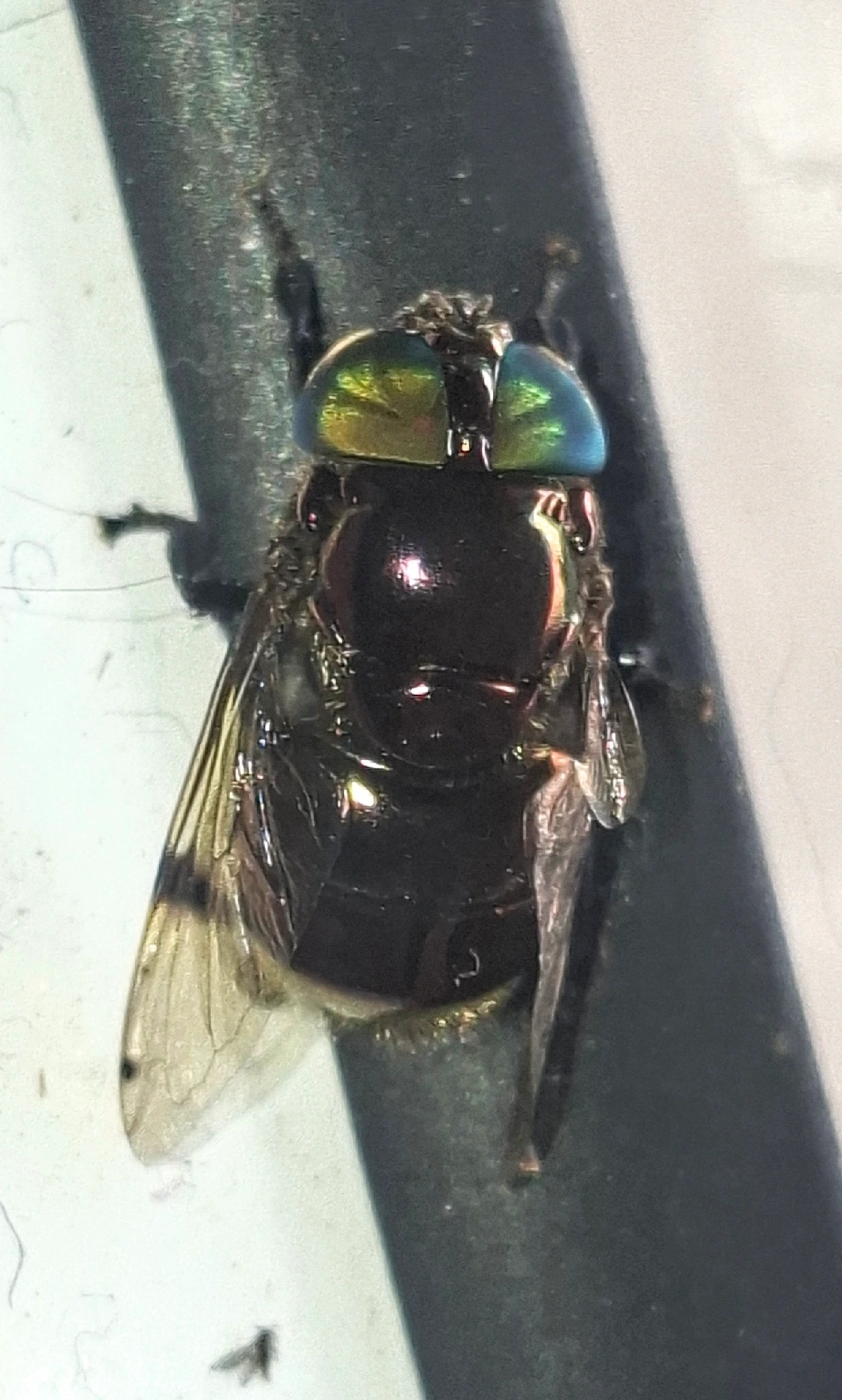 Ornidia, insetos, fotografado em Maresias, São Sebastião