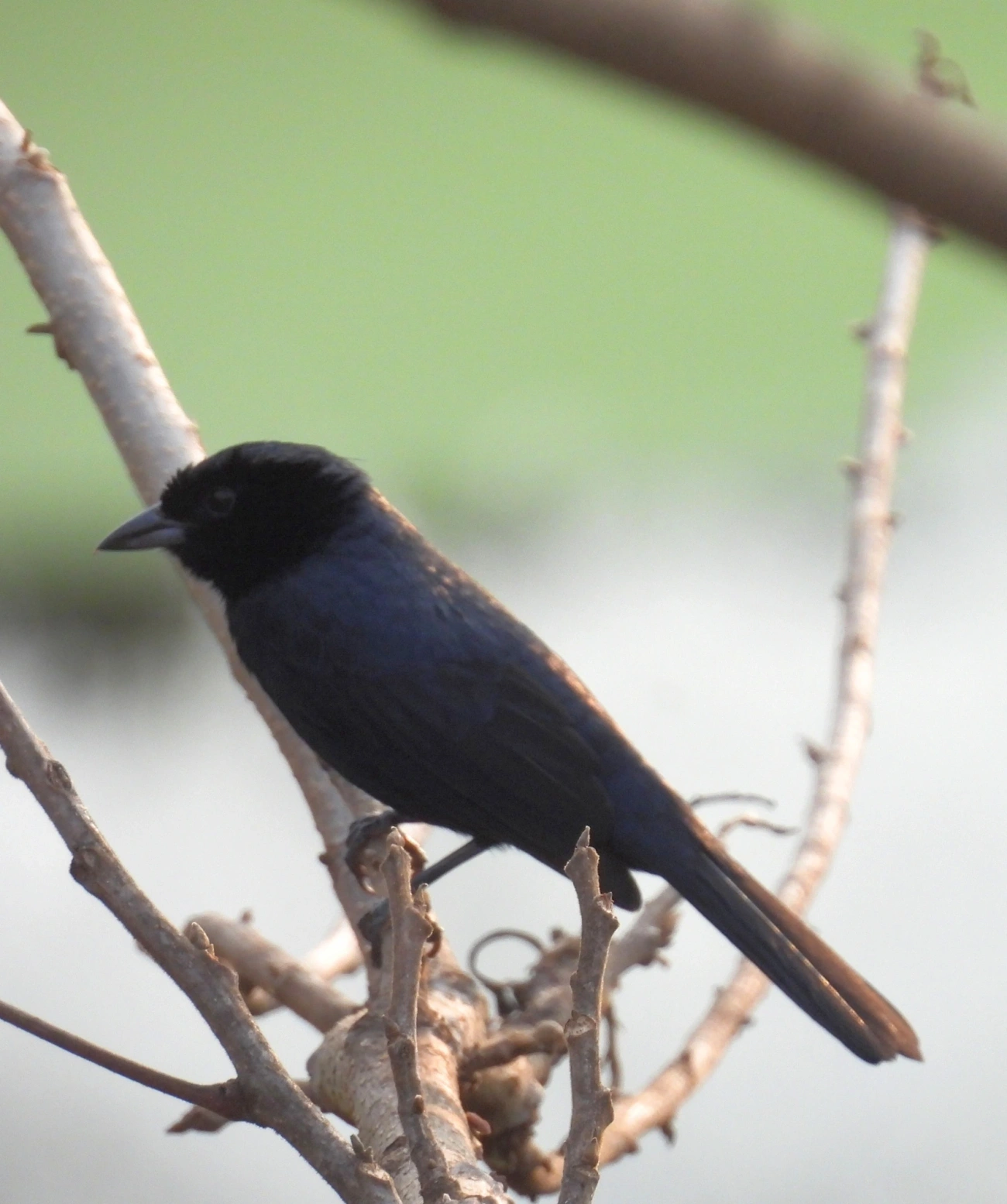 Tiê-preto (Tachyphonus coronatus), aves, fotografado em Socorro