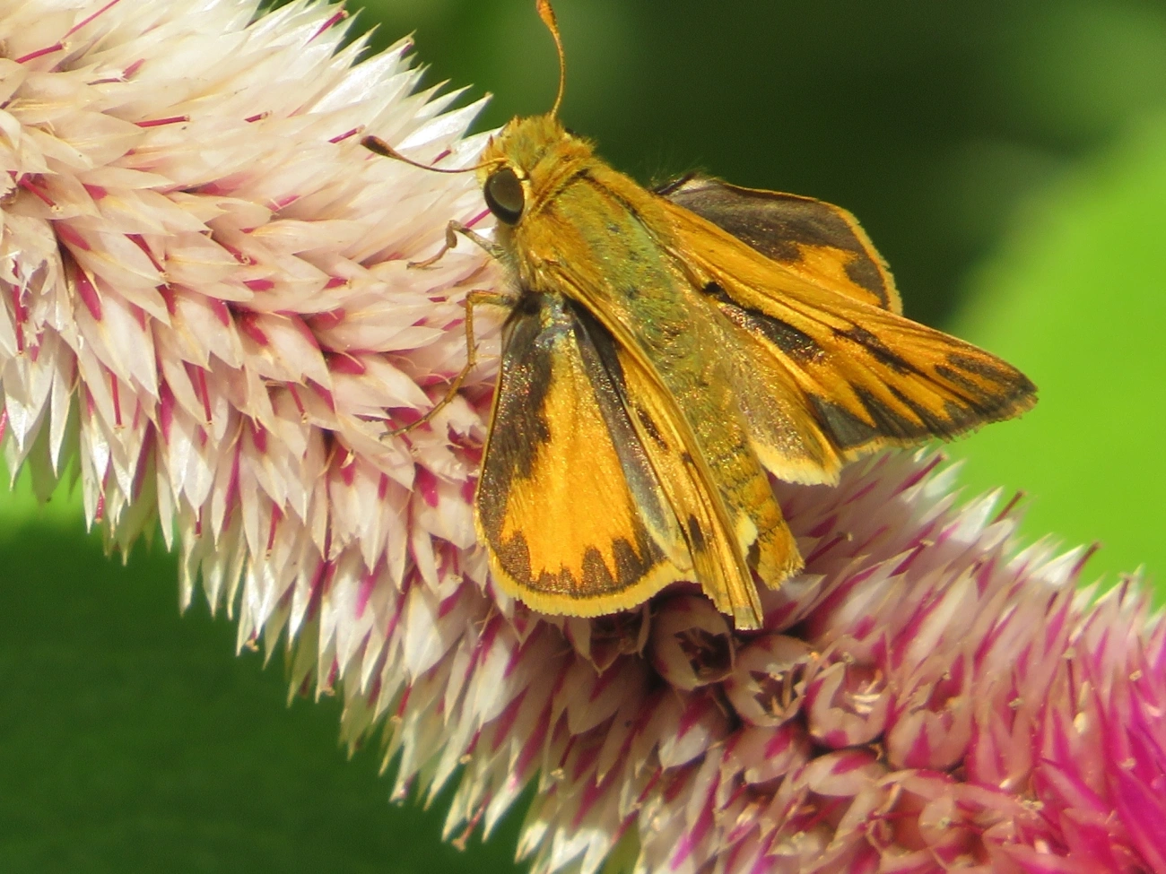 Hylephila phyleus, insetos, fotografado em Maresias, São Sebastião