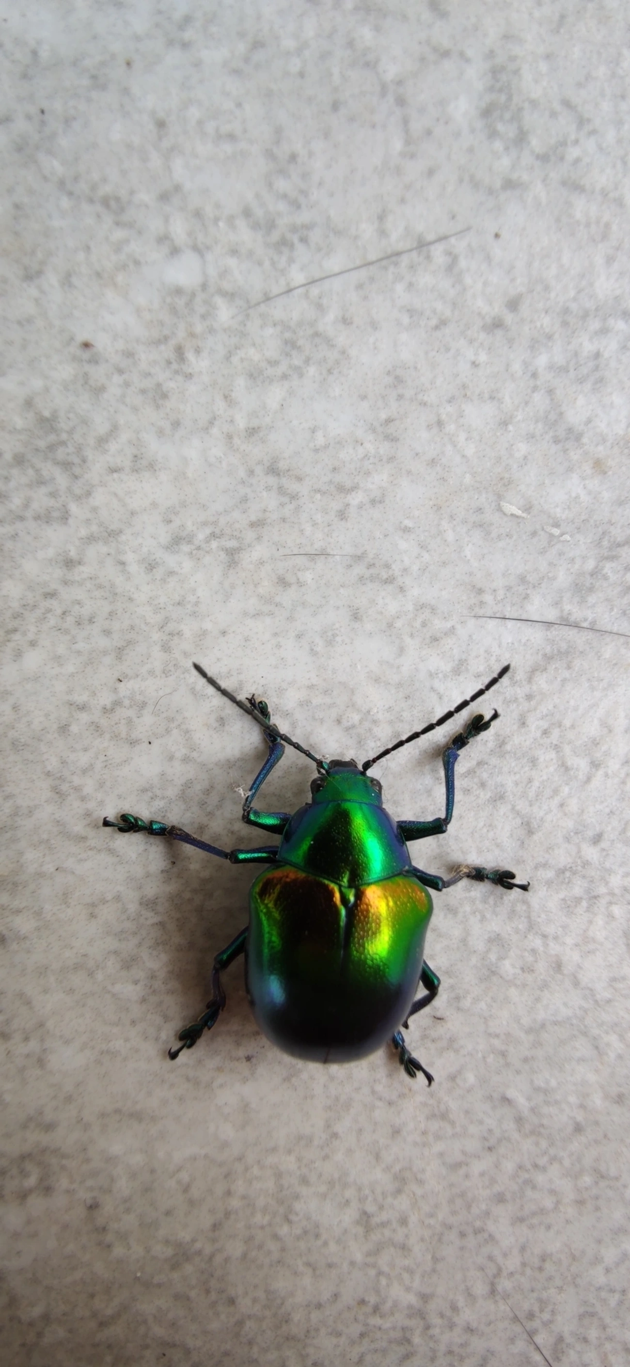 Eumolpus ignitus, insetos, fotografado em Maresias, São Sebastião