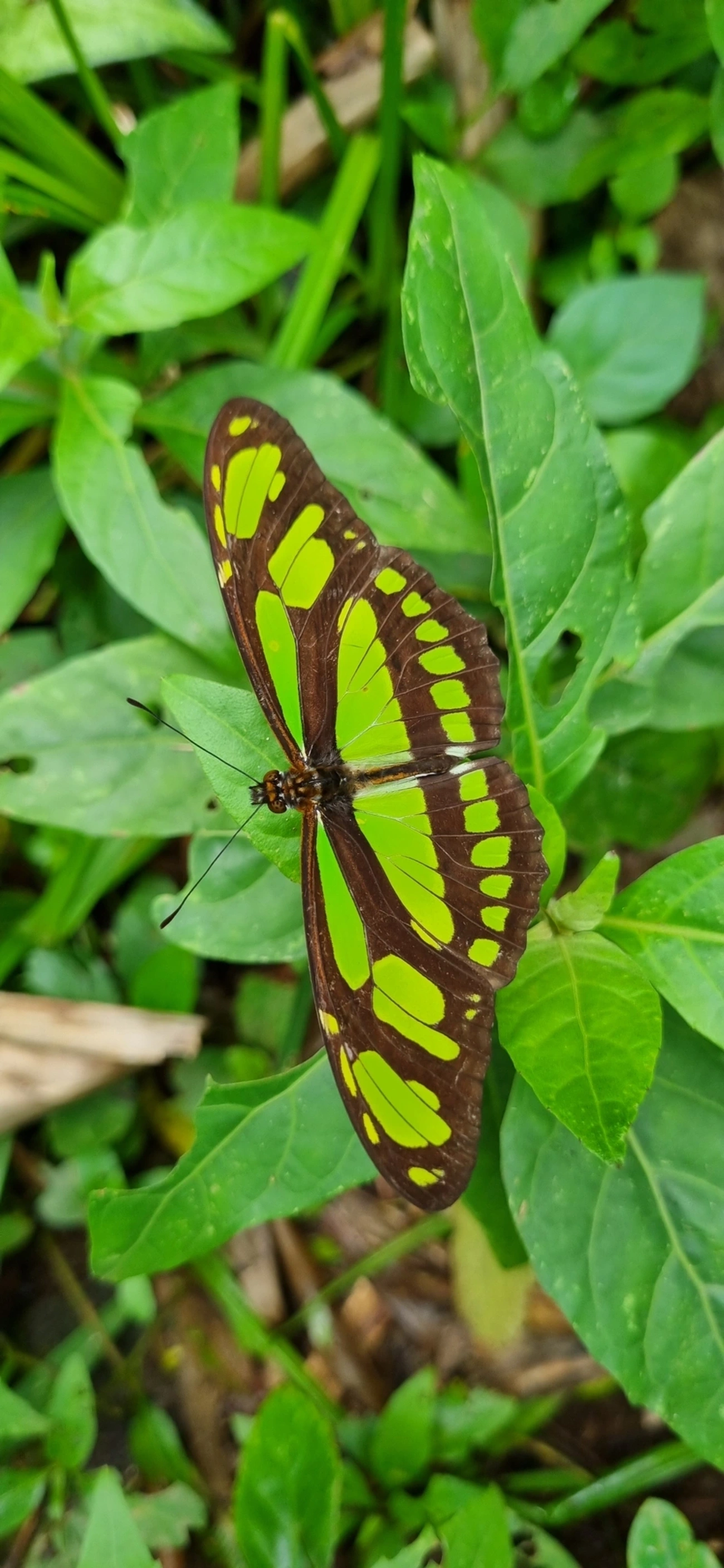 Borboleta-esmeralda (Philaethria wernickei), insetos, fotografado em Paúba, São Sebastião