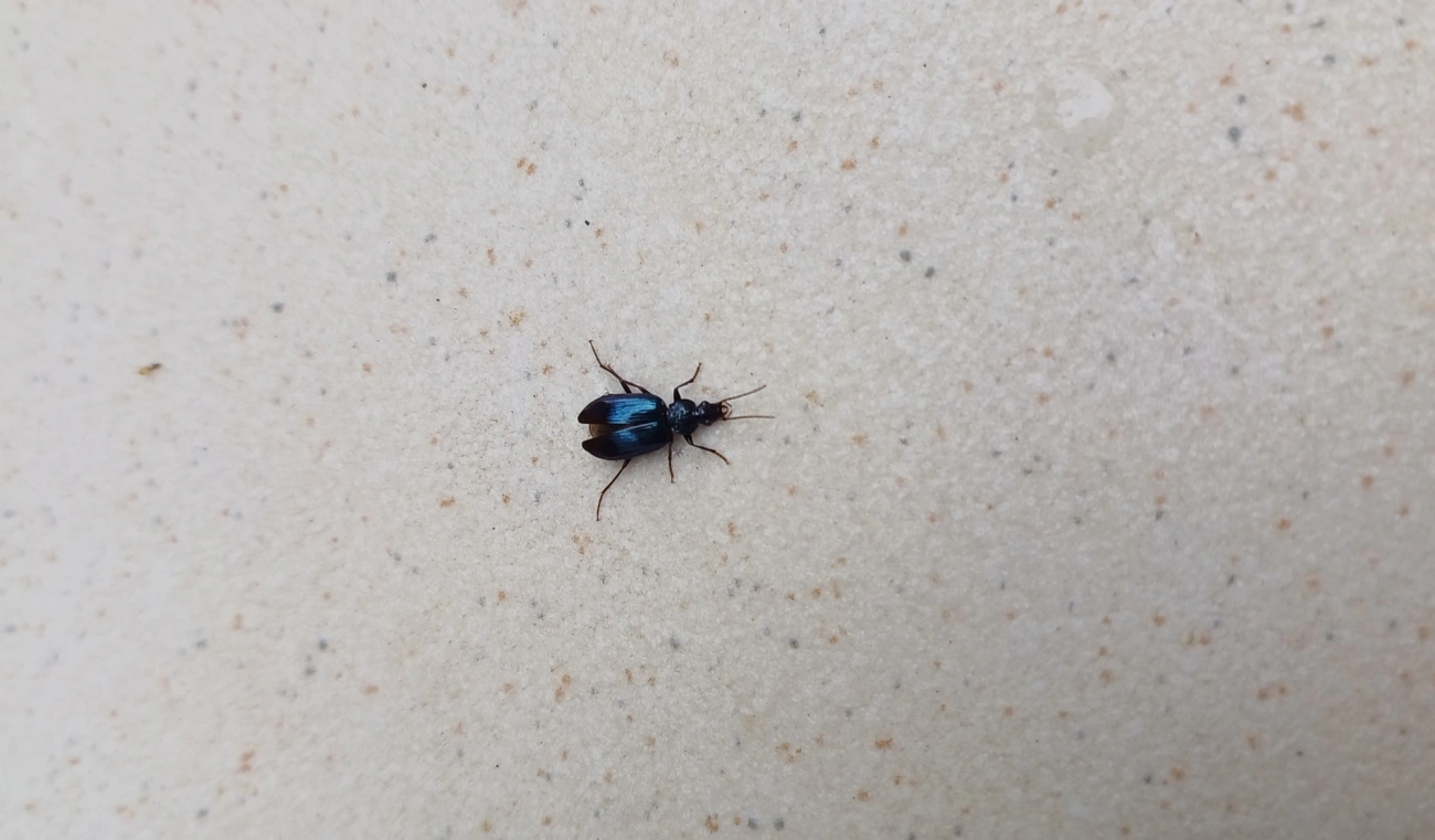 Glyptolenus, insetos, fotografado em Maresias, São Sebastião