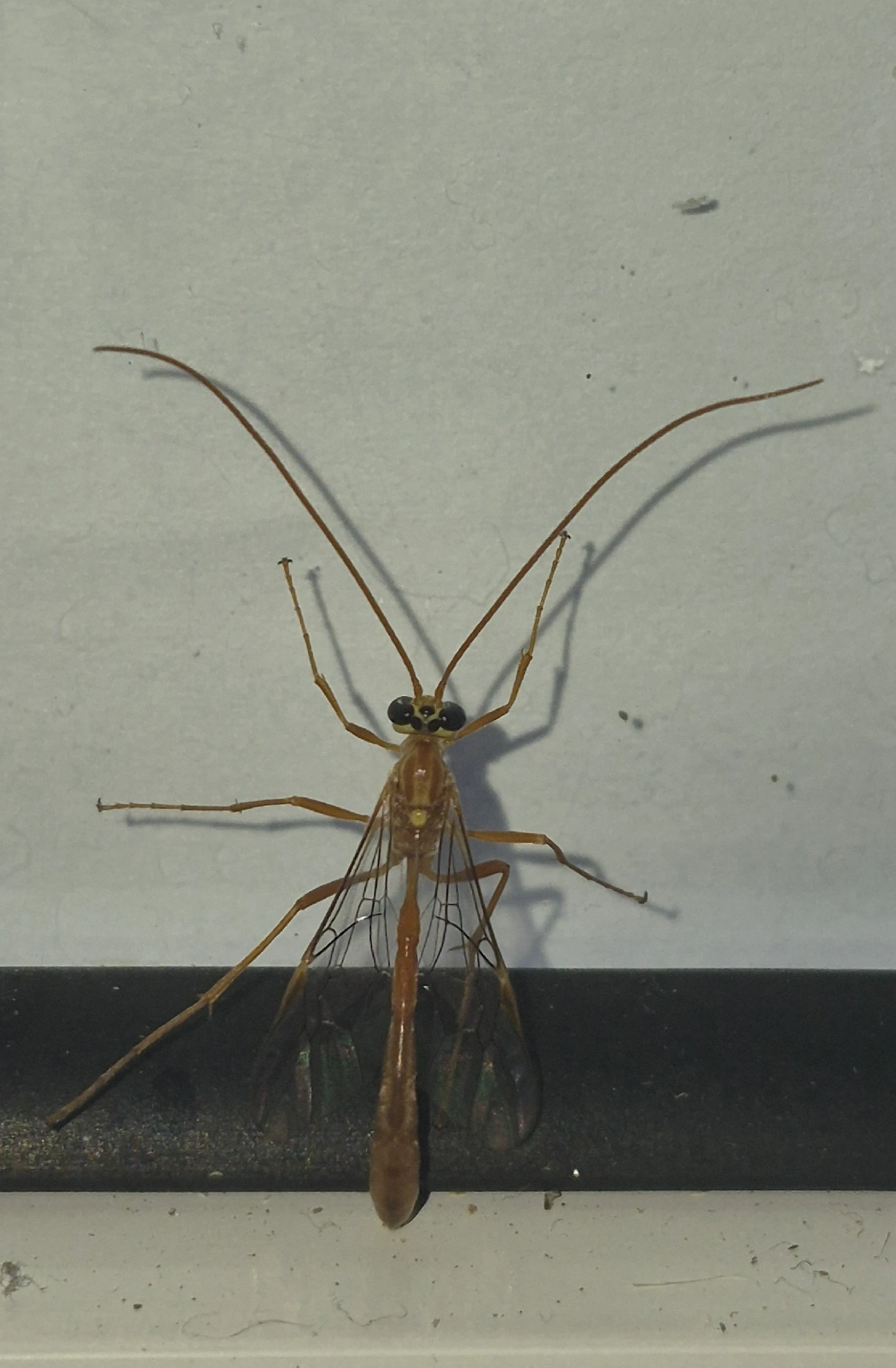 Ophion, insetos, fotografado em Maresias, São Sebastião