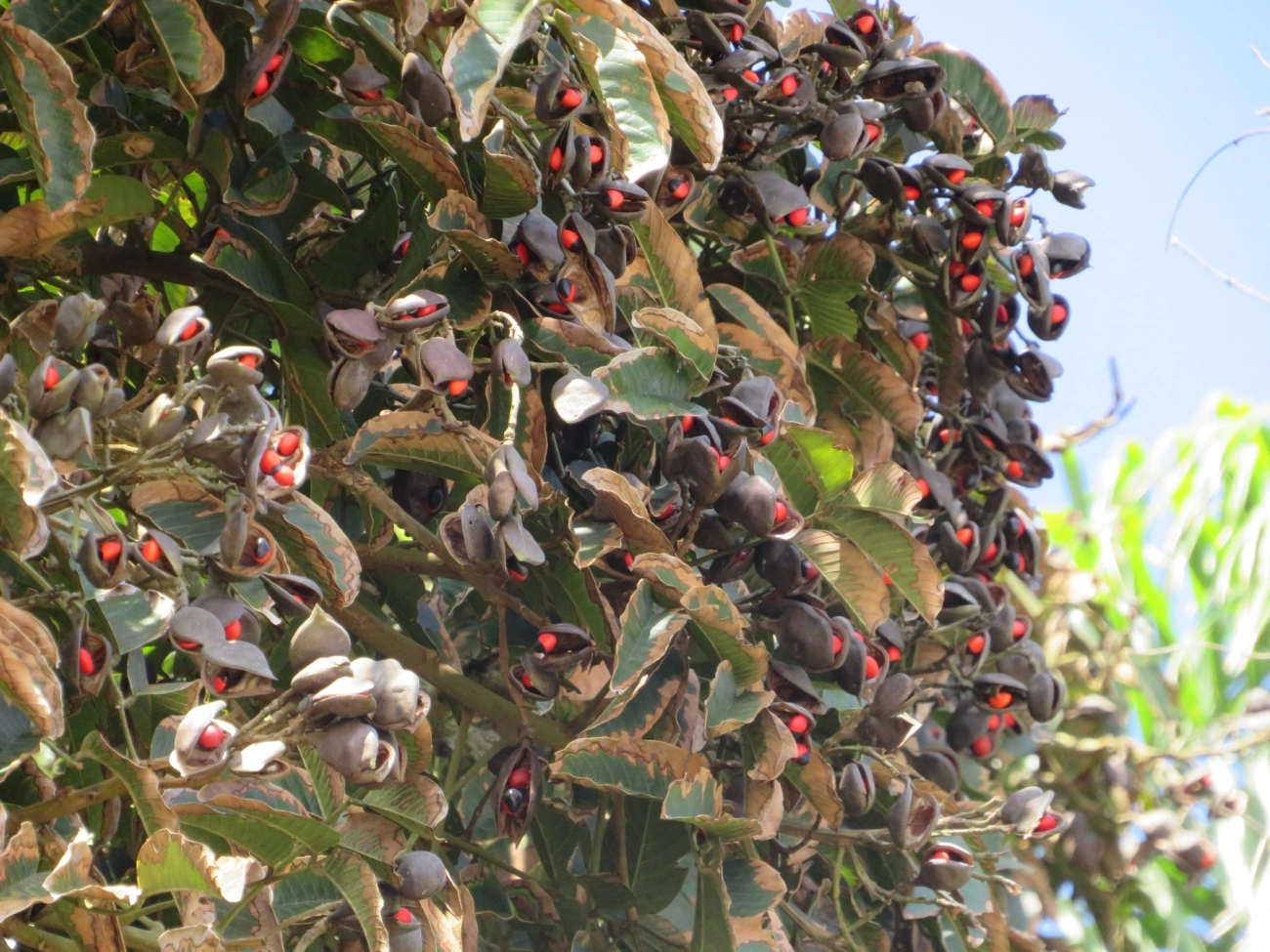 Ormosias (Ormosia), plantas, fotografado em Praia As Ilhas, São Sebastião