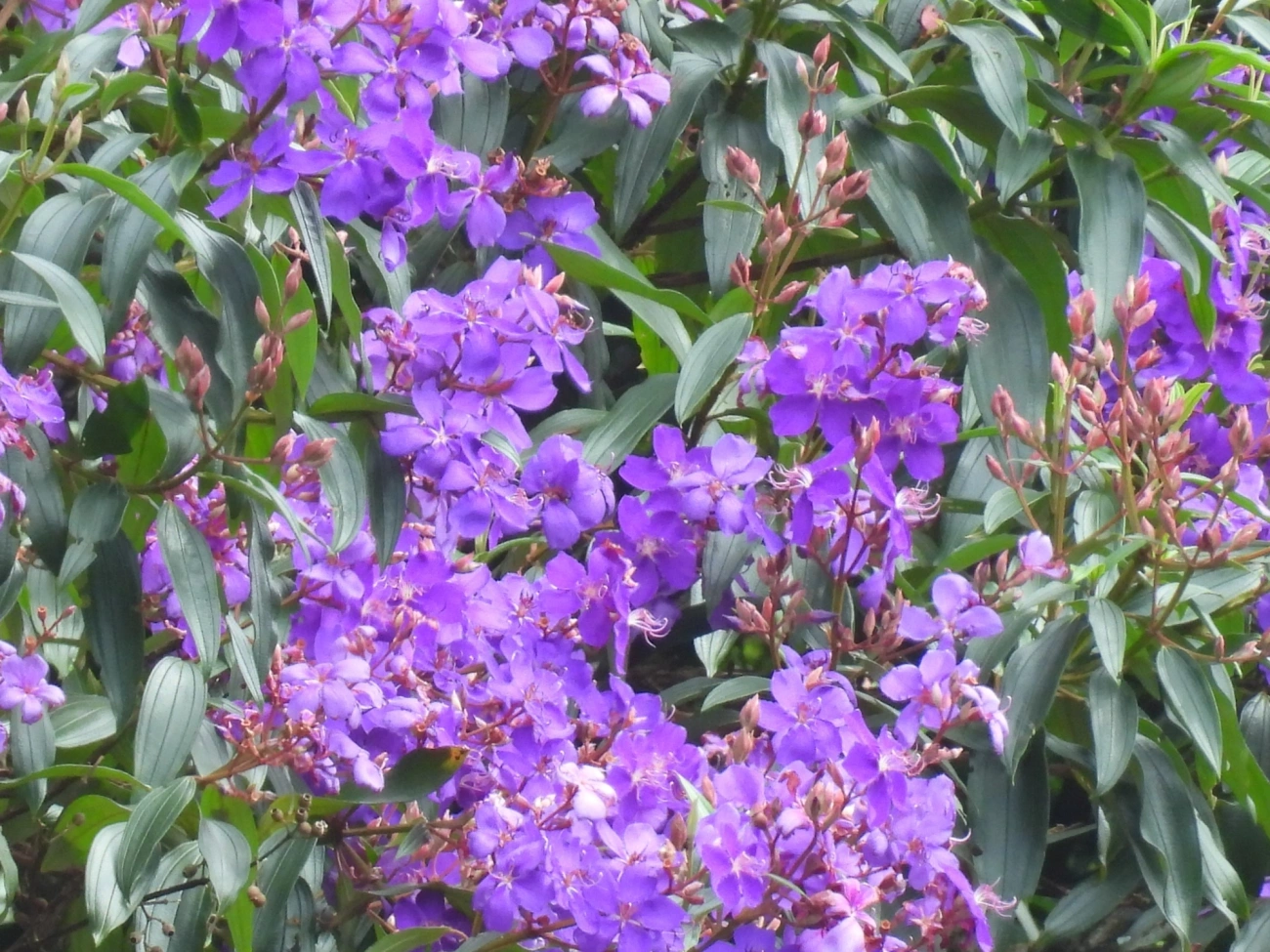 Quaresmeira (Pleroma granulosum), plantas, fotografado em Maresias, São Sebastião